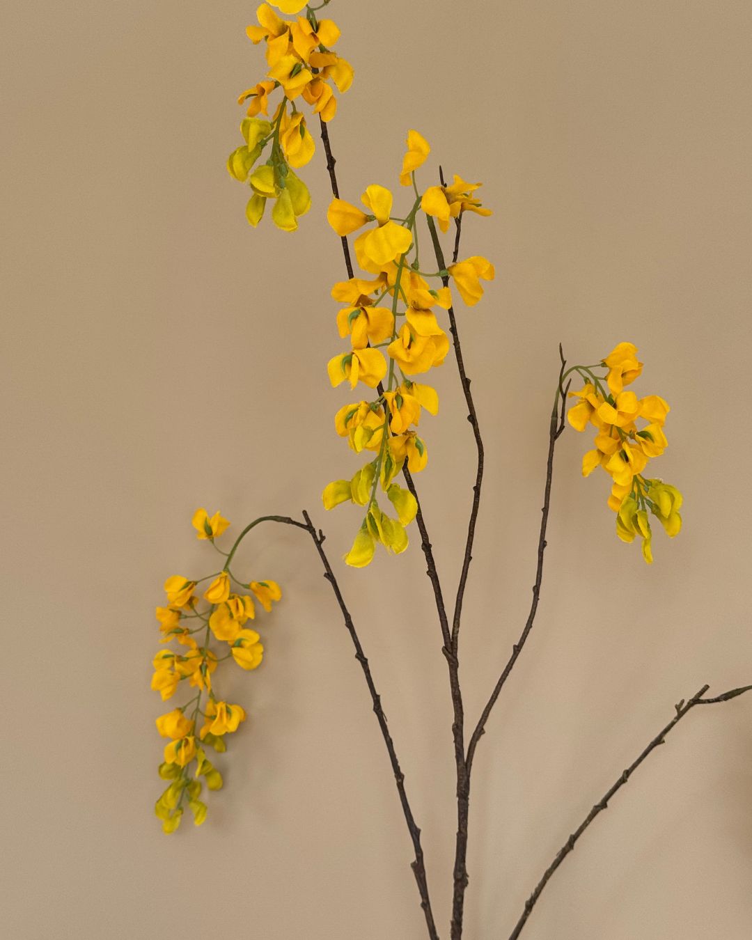 Wisteria - Gul - 129 cm