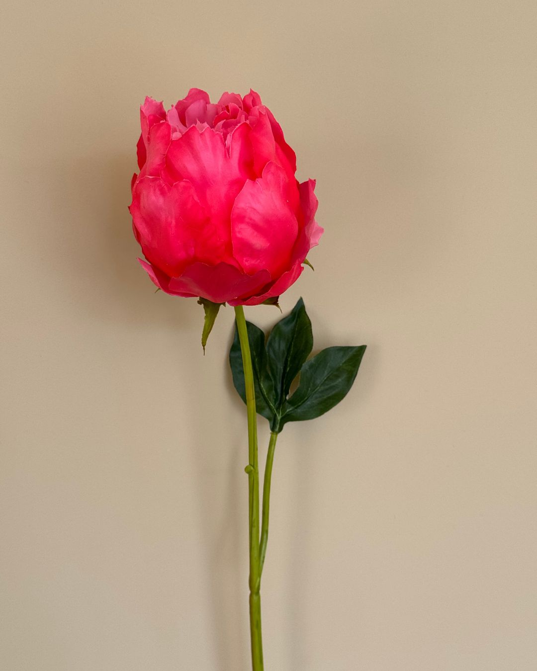Peony - Pink - 58 cm
