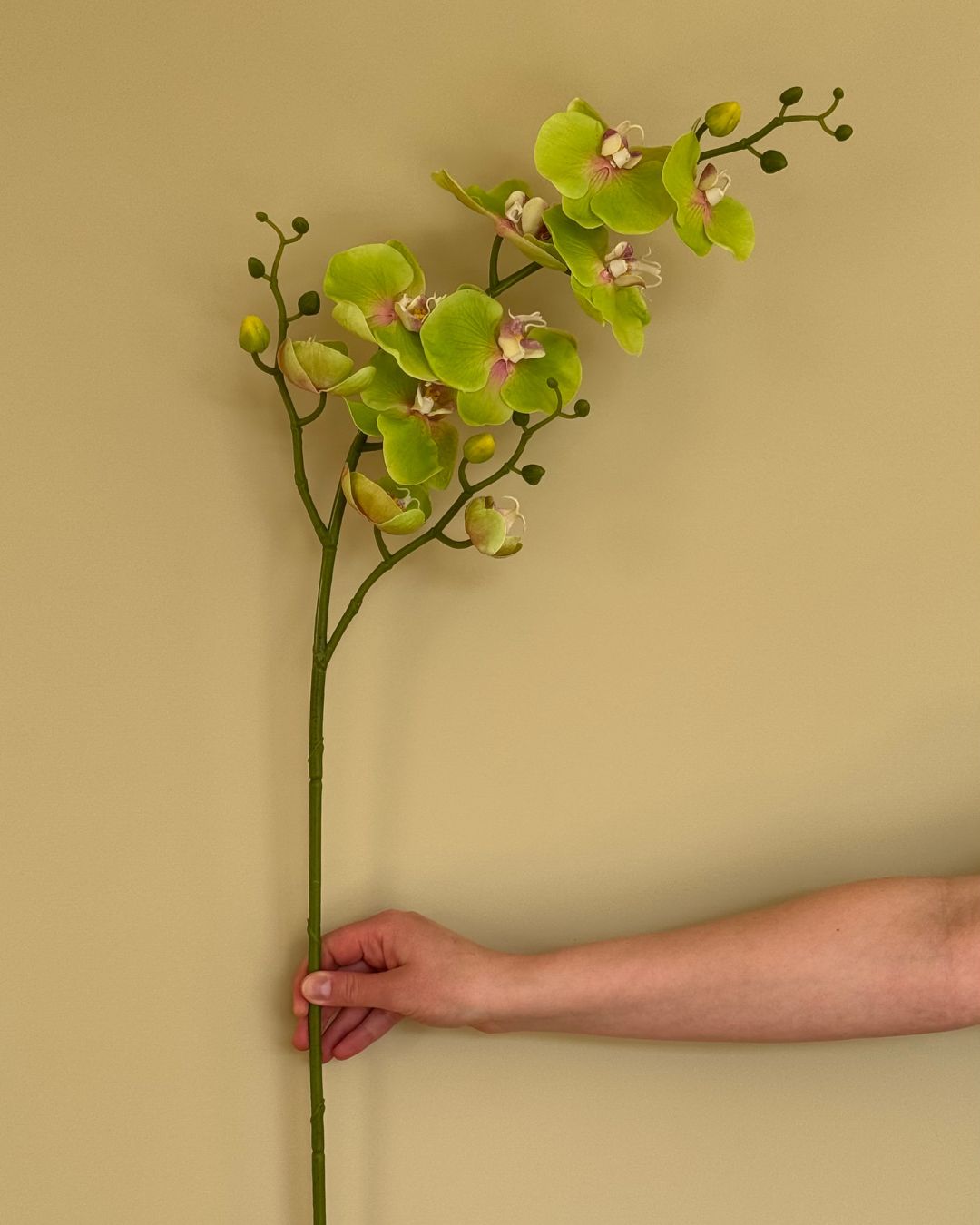 Grøn Orkide - 89 cm