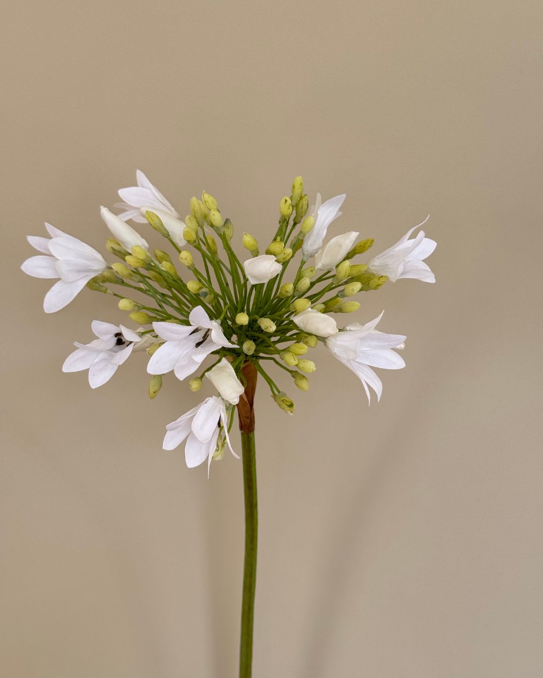 Skærmlilje - Hvid - 92 cm