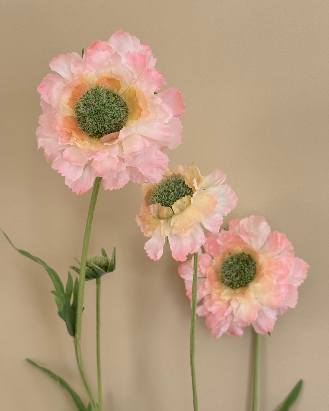 Scabiosa - Lyserød - 120 cm