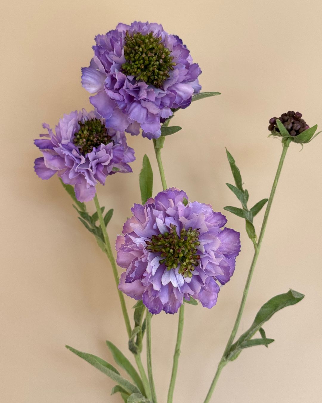 Scabiosa - Lilla - 80 cm
