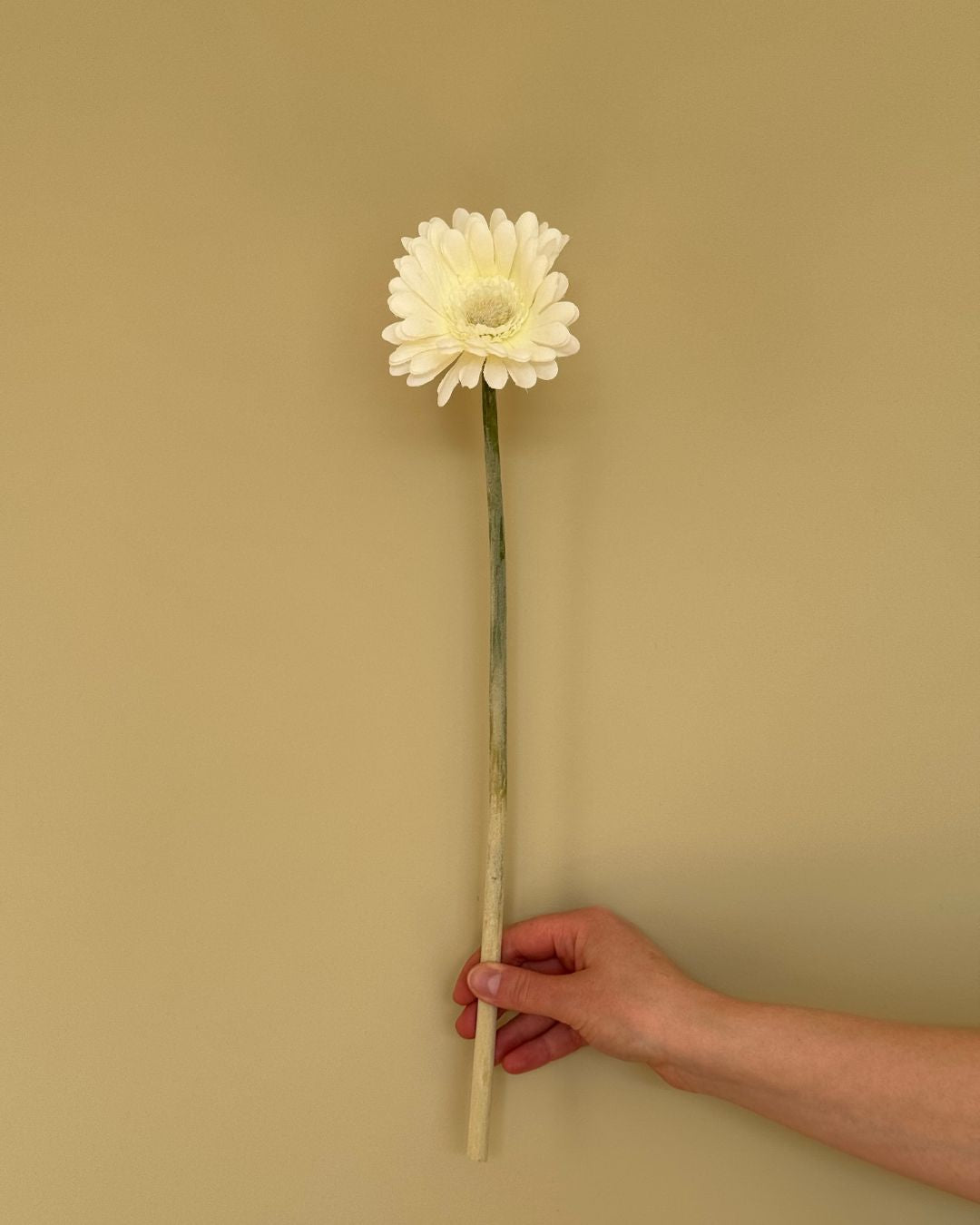 Gerbera Hvid - 50 cm