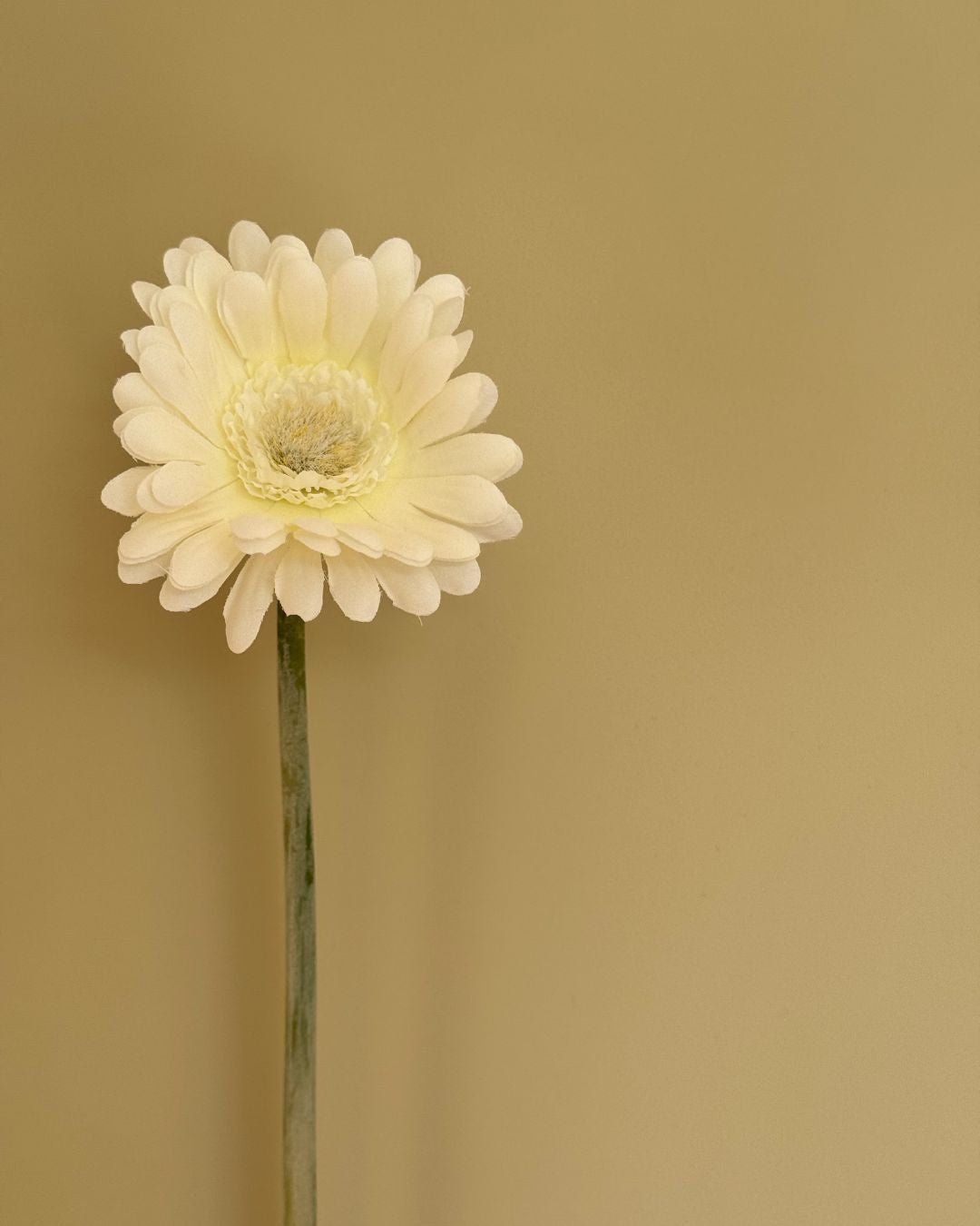 Gerbera Hvid - 50 cm