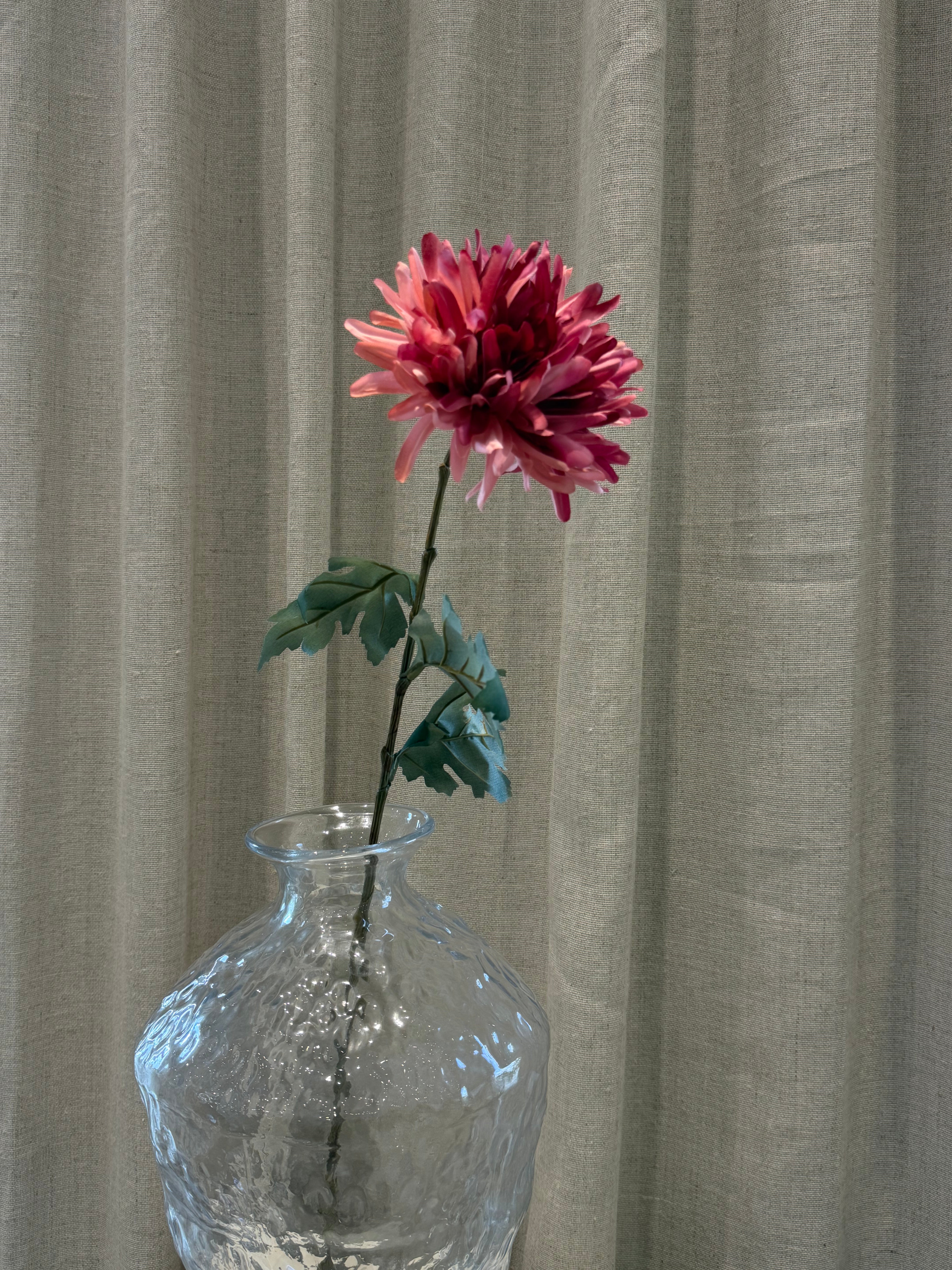 Chrysanthemum Rosa H68