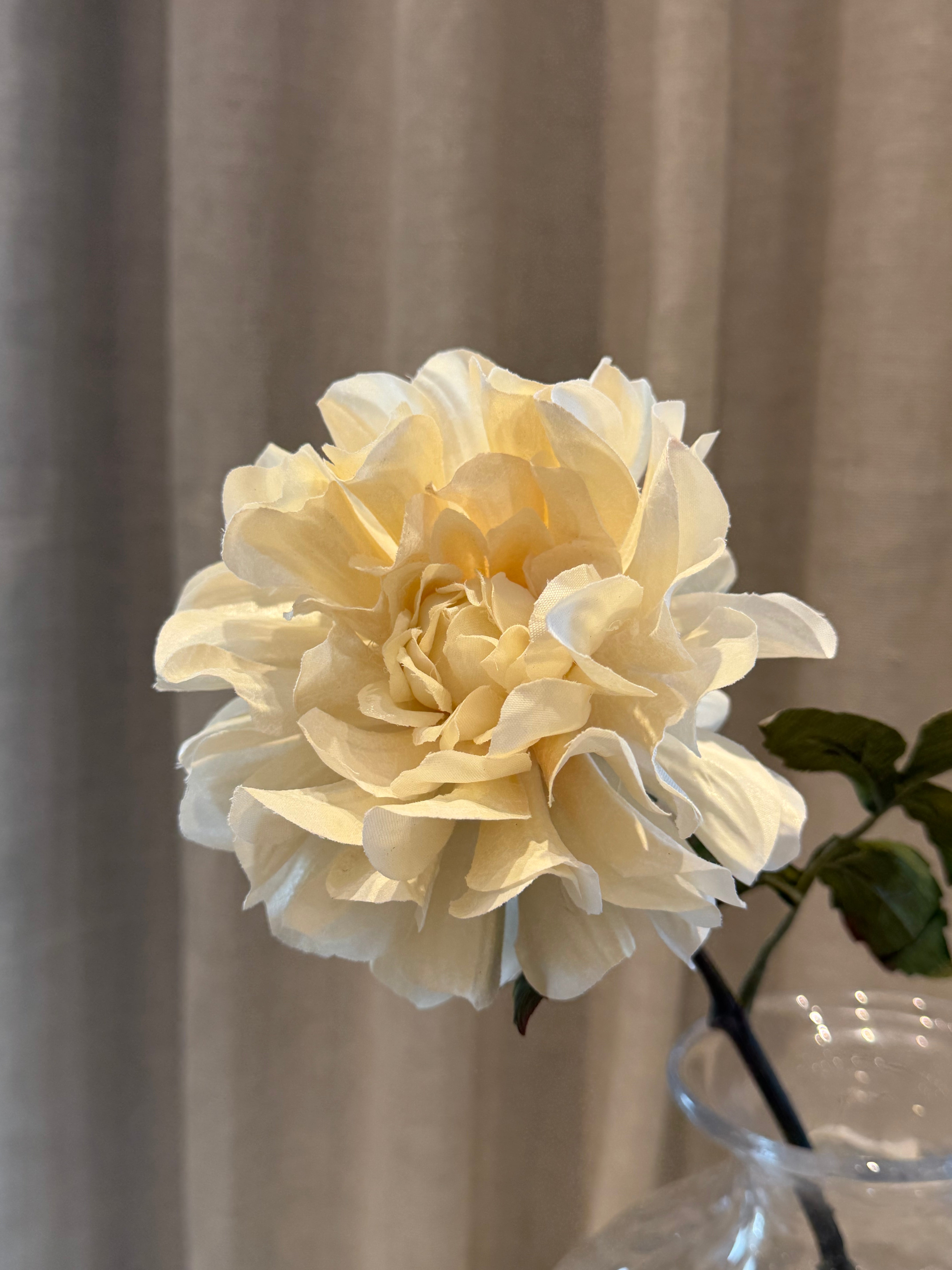Dahlia Creme 57cm