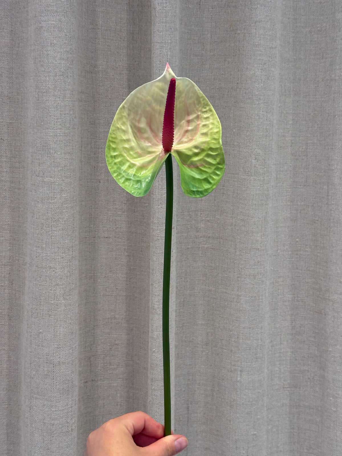 Anthurium grøn/rosa