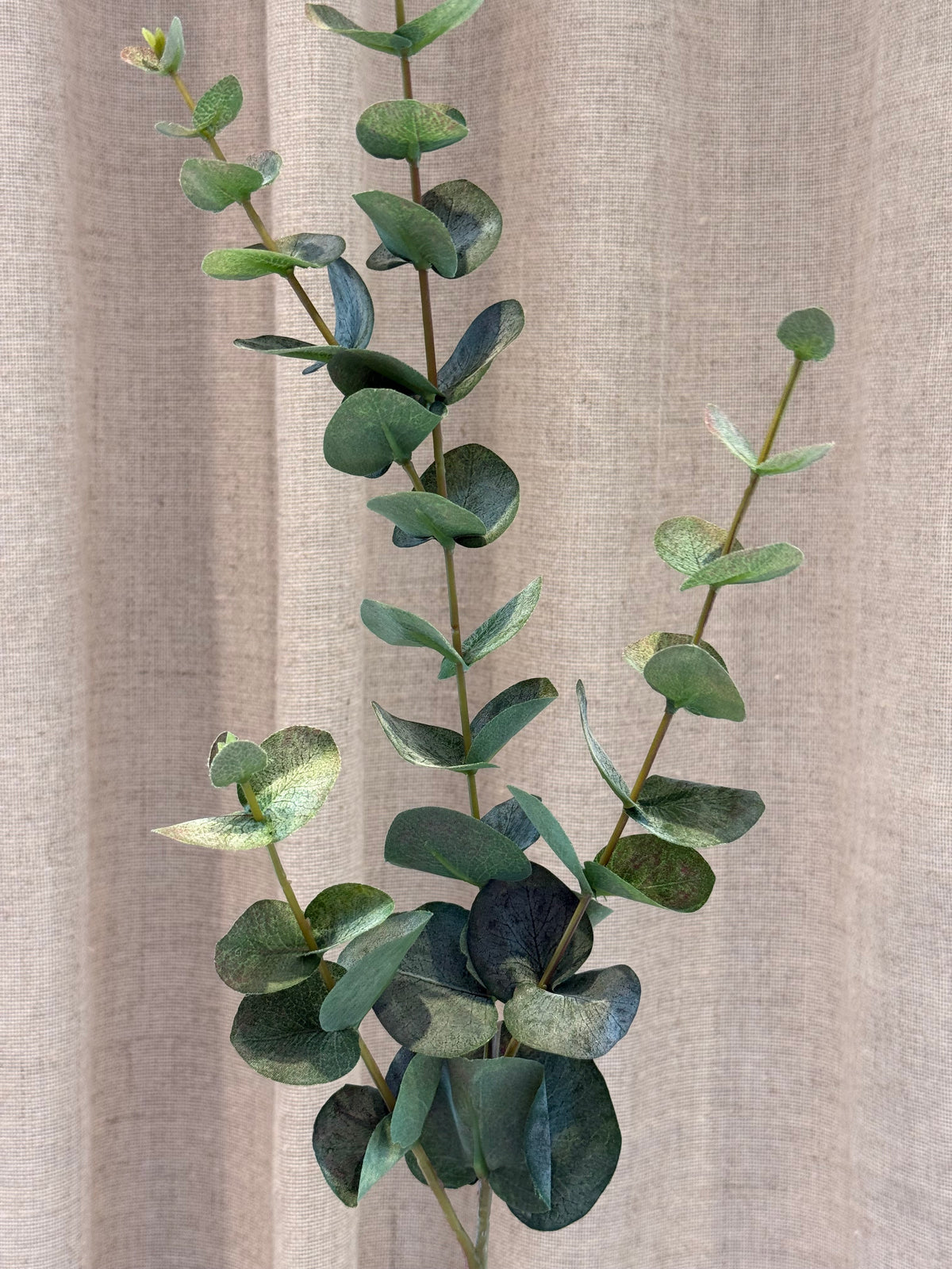 Eucalyptus grøn