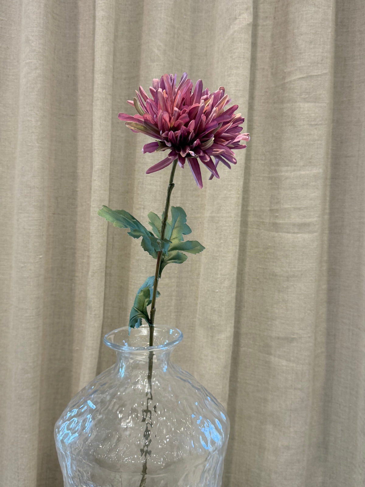 Chrysanthemum Lilla H68