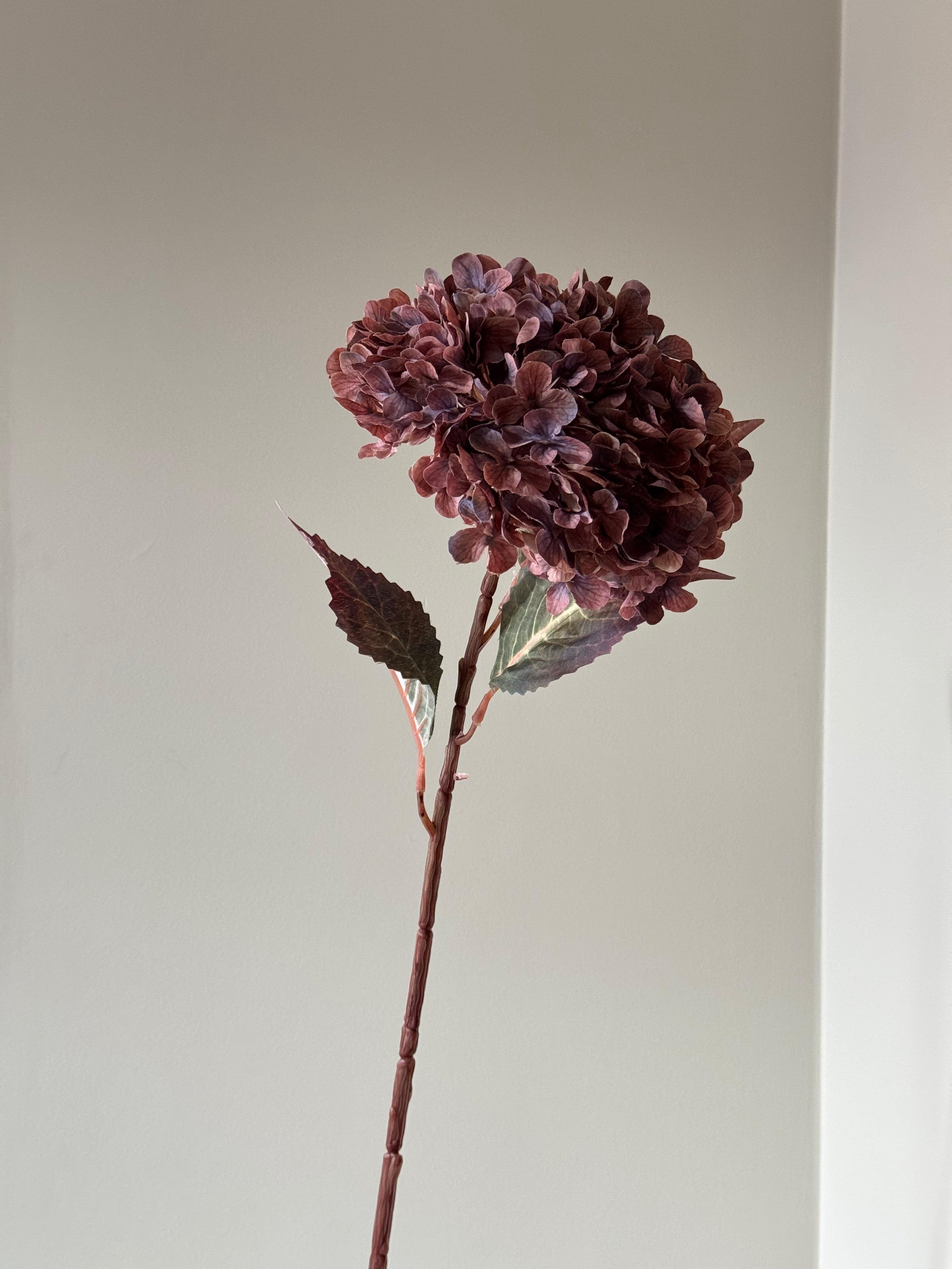 Stor multifarvet lilla Hortensia