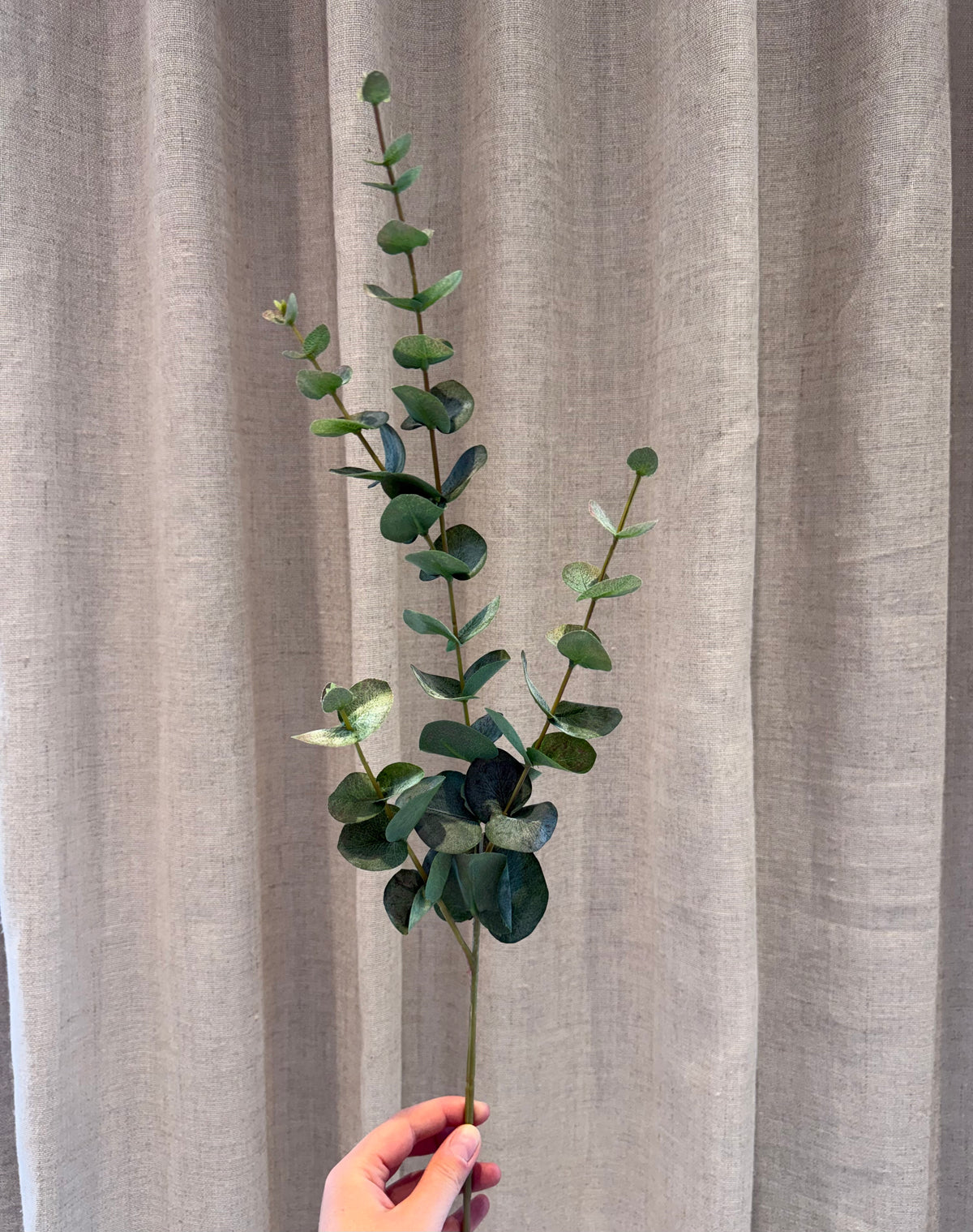 Eucalyptus grøn