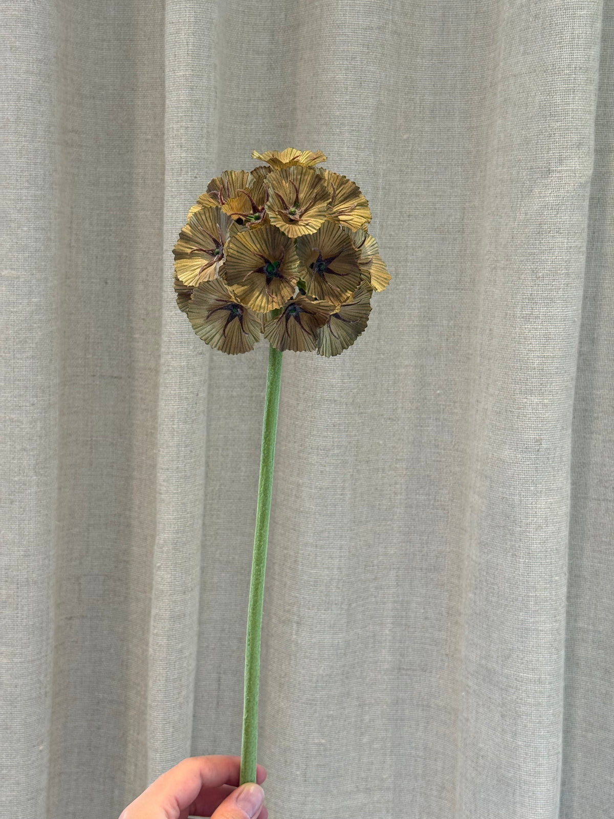 Scabiosa