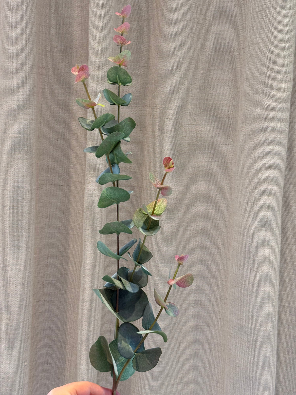 Eucalyptus 2 farvet