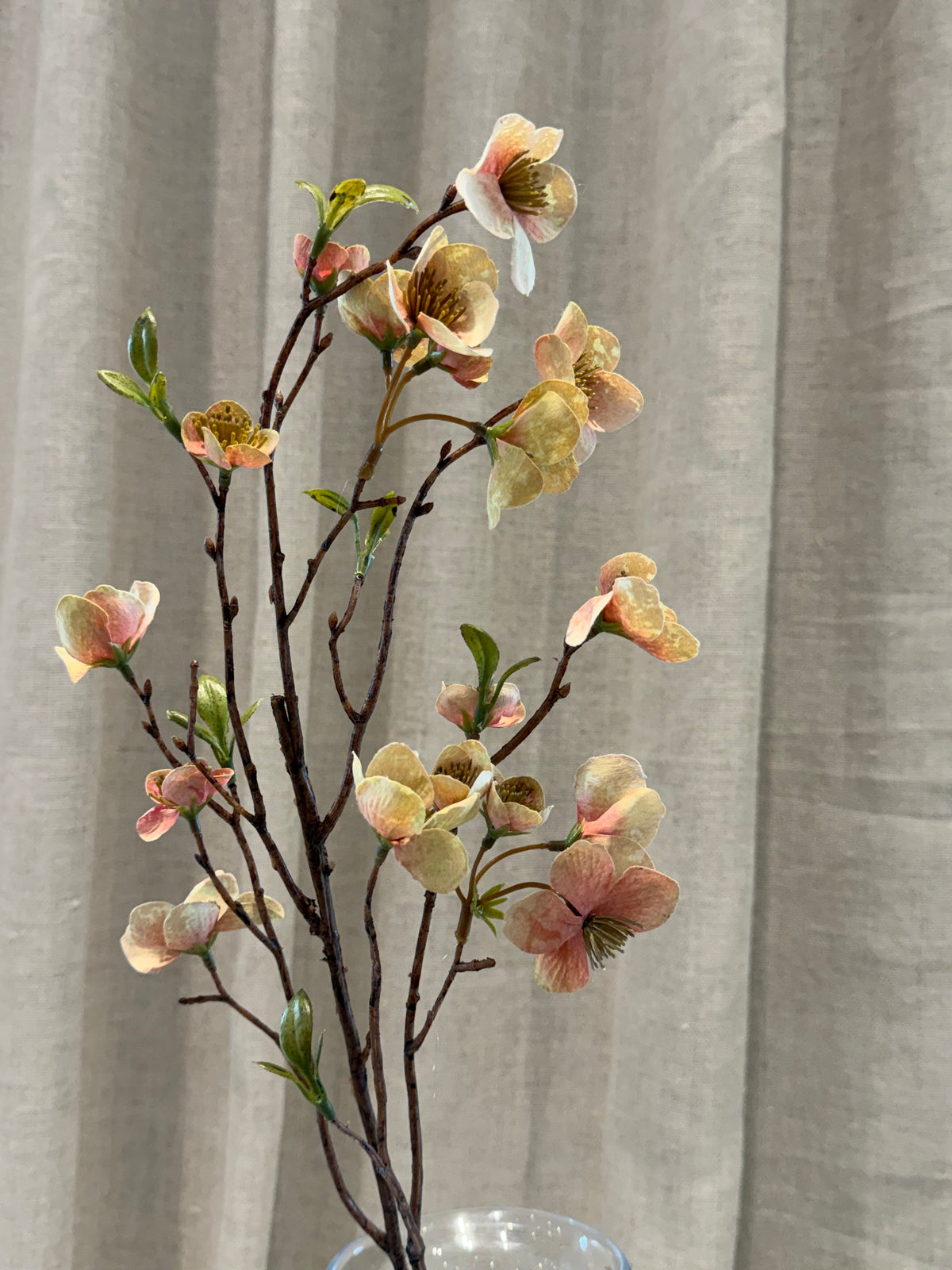 Helleborus grøn/rosa 75cm