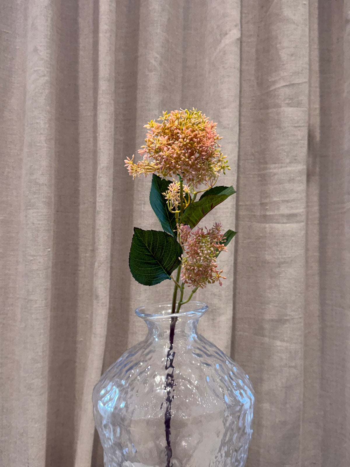 Skimmia Rosa 65cm