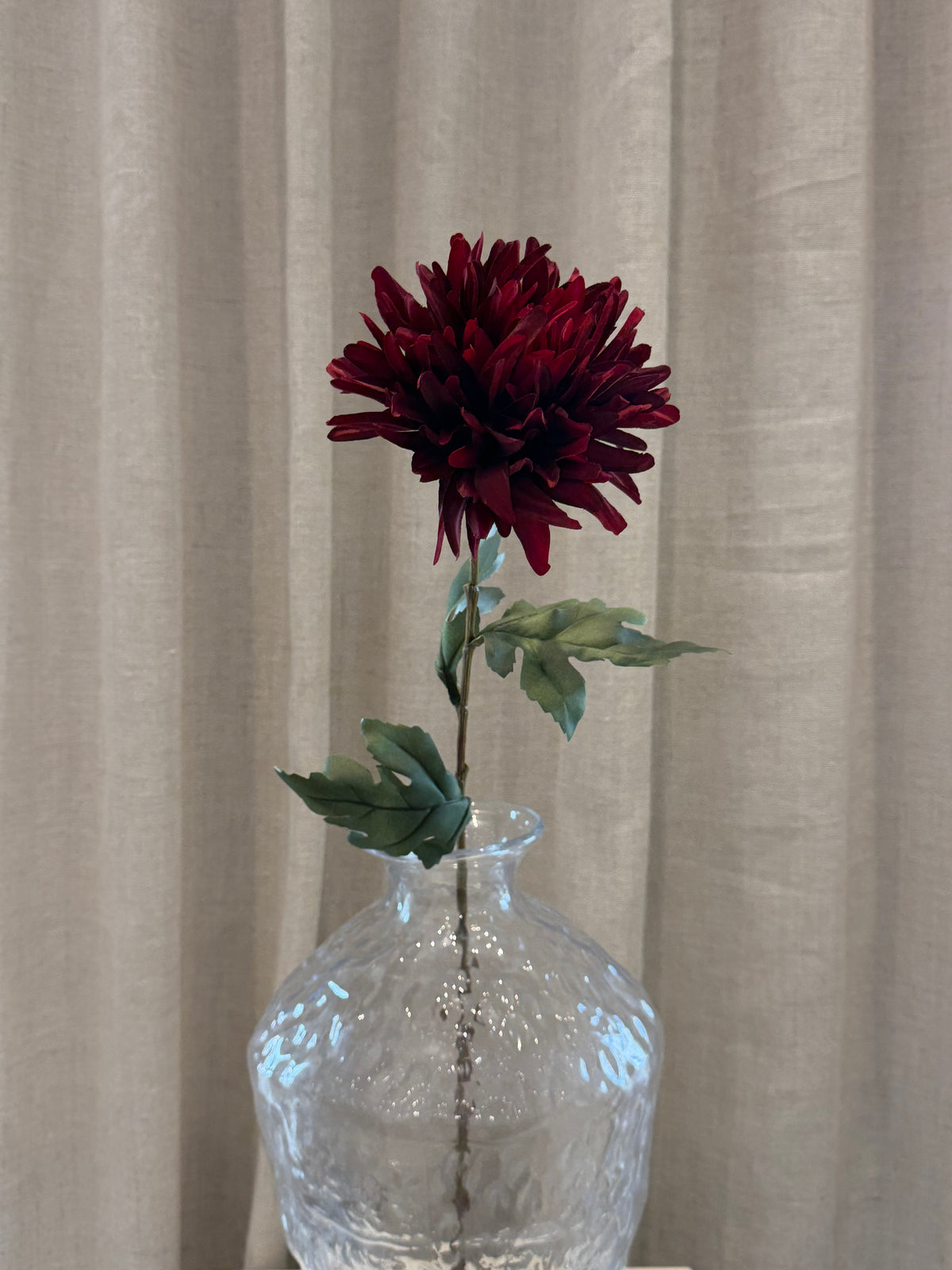 Chrysanthemum Bordeaux H68