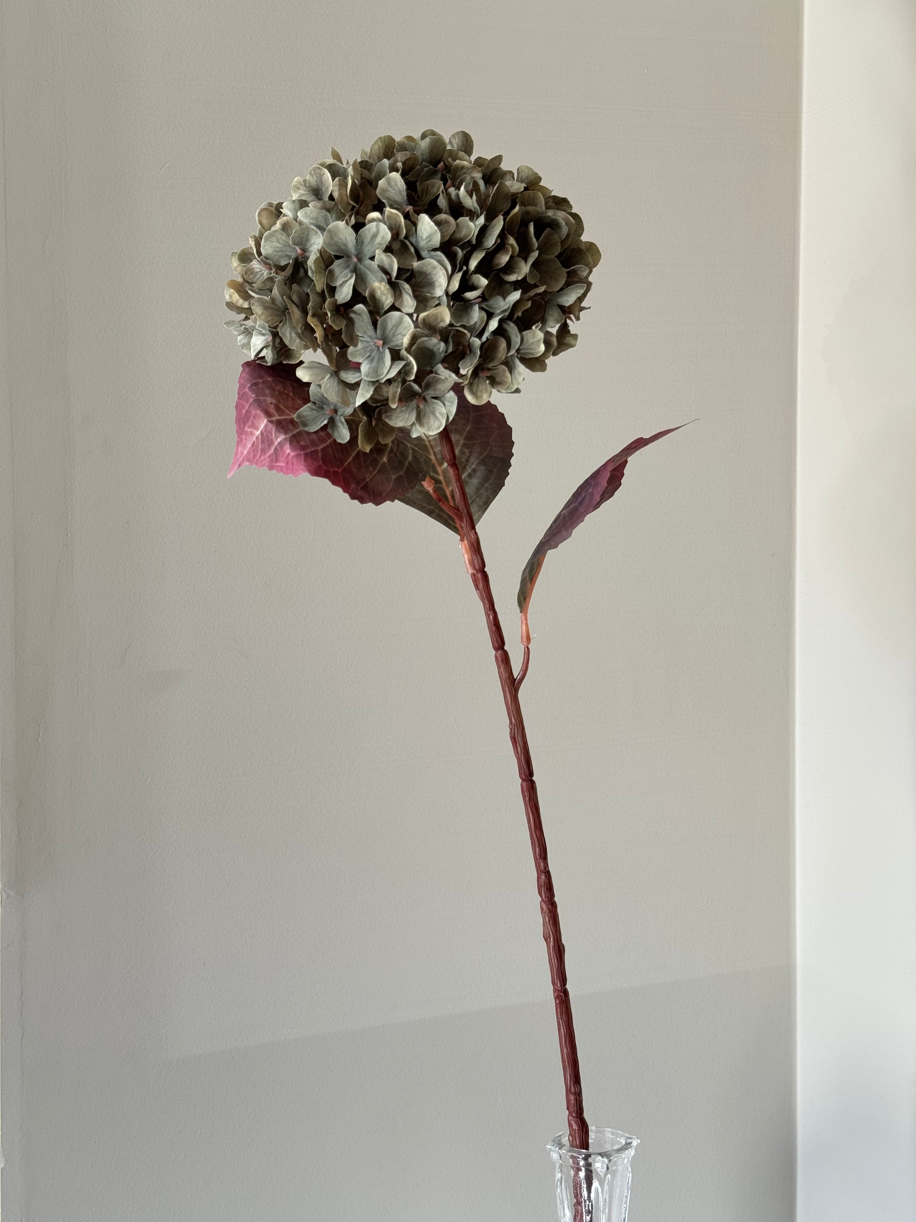 Stor multifarvet grøn Hortensia