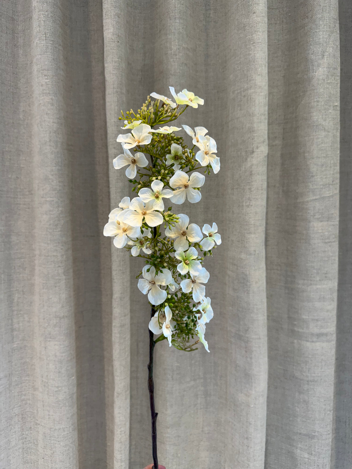 Hyndrangea hvid
