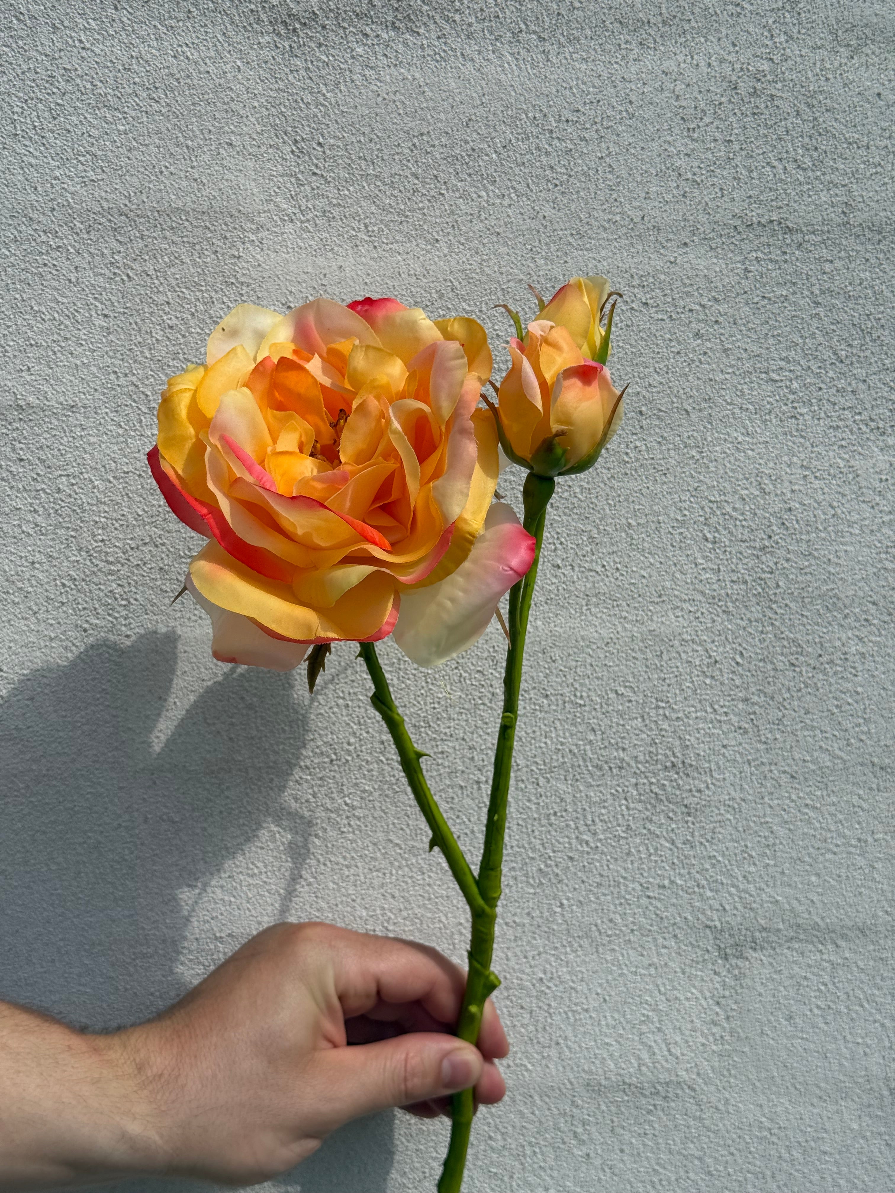 Rose orange