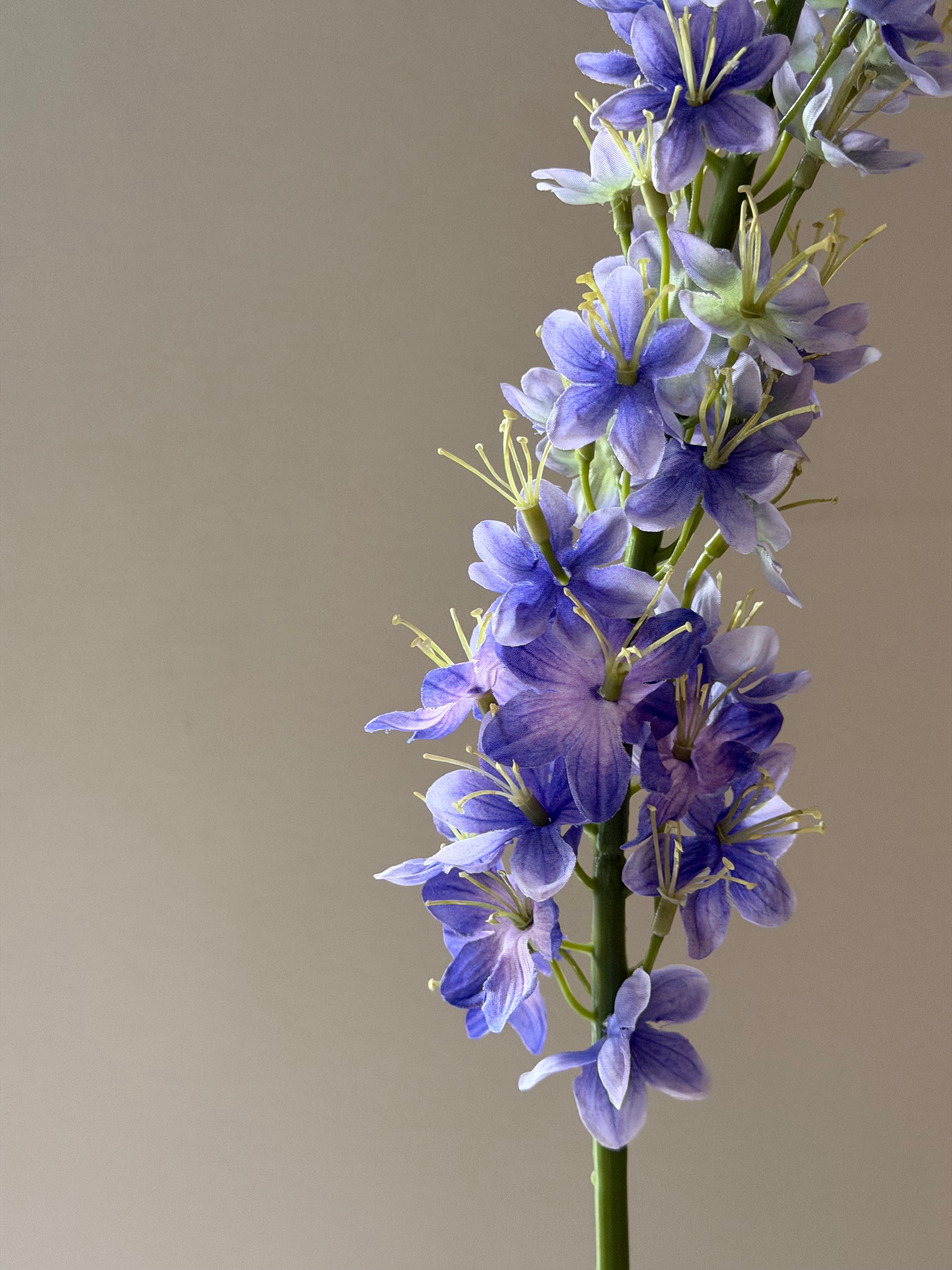 Kleopatras nål blue/purple