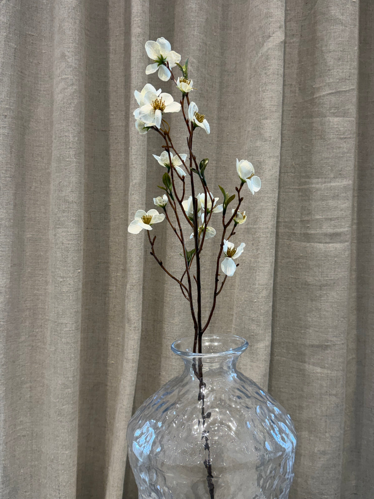 Helleborus hvid 75cm