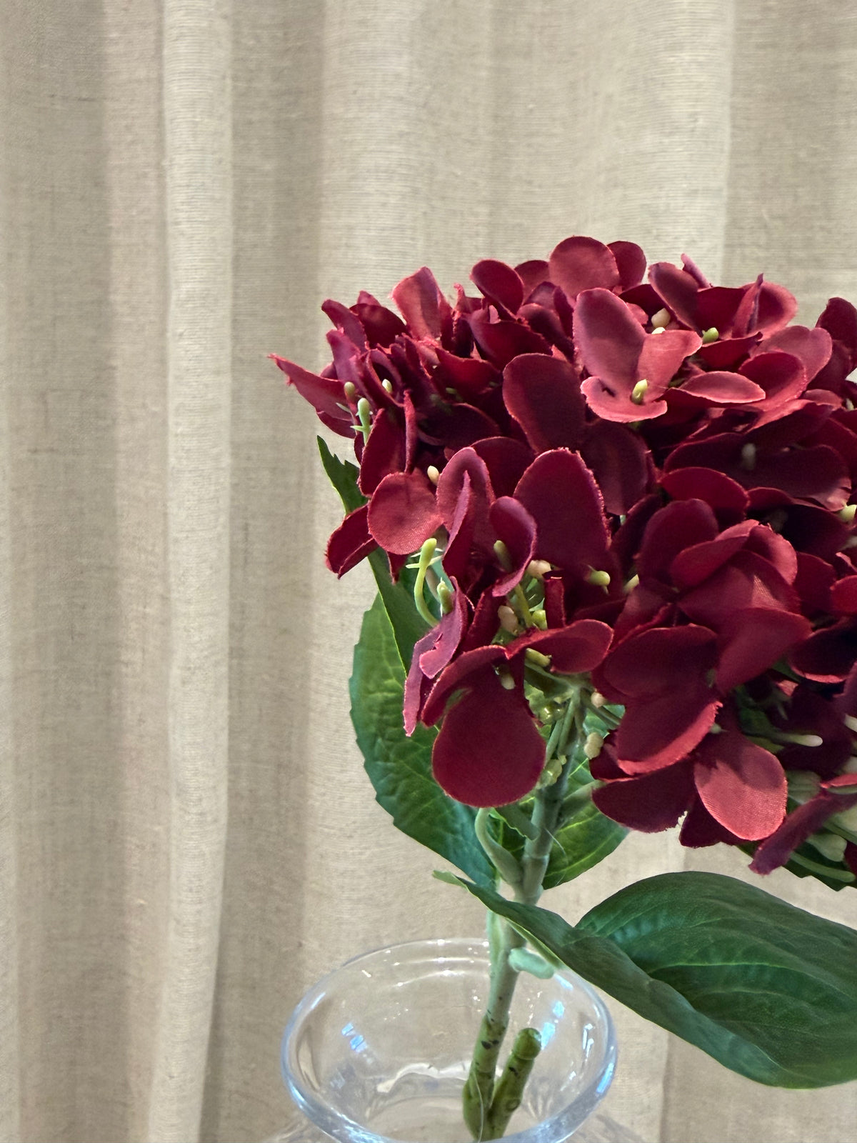 Hortensia Bordeaux H60cm