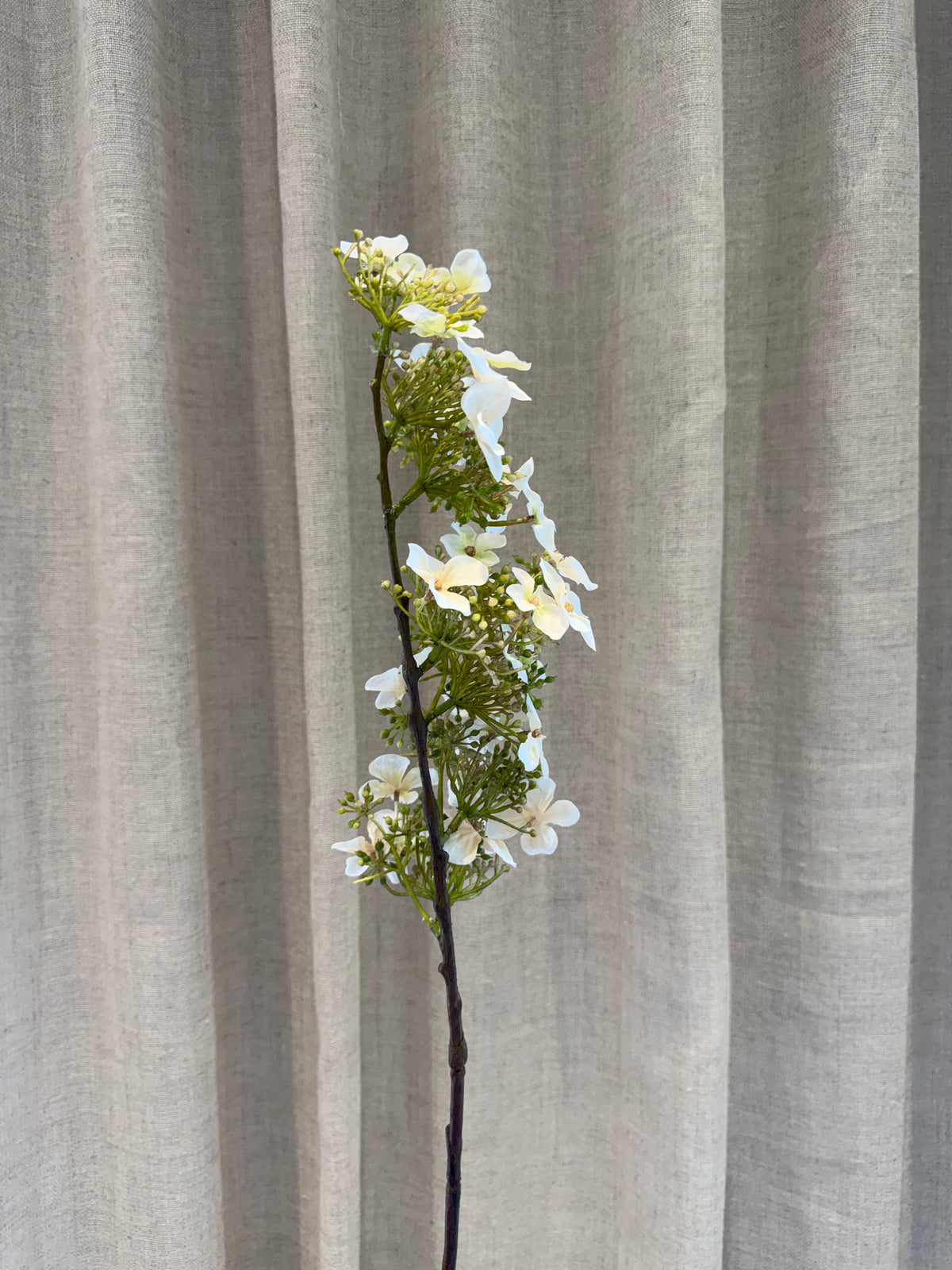 Hyndrangea hvid