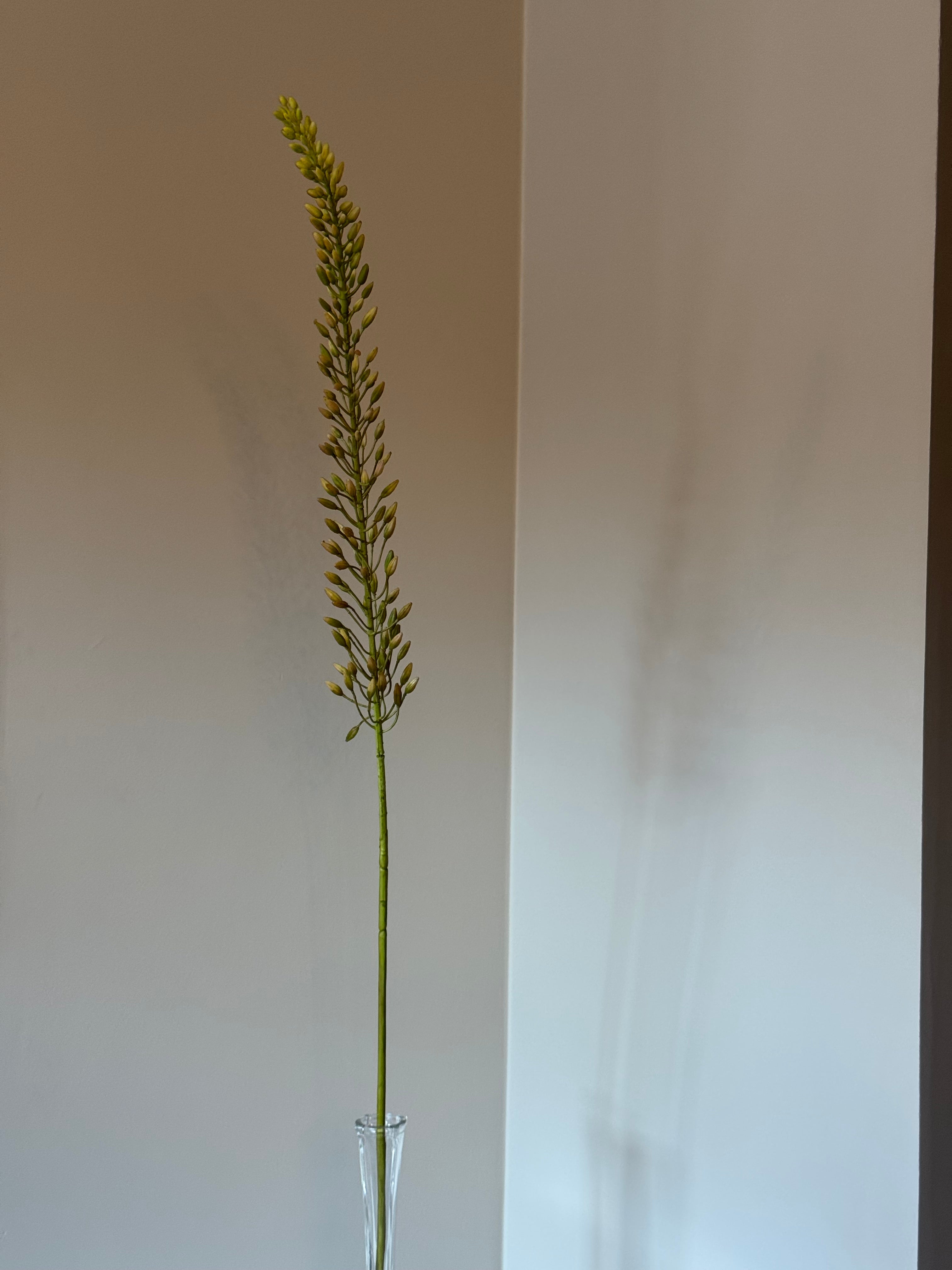 Deluxe stilk