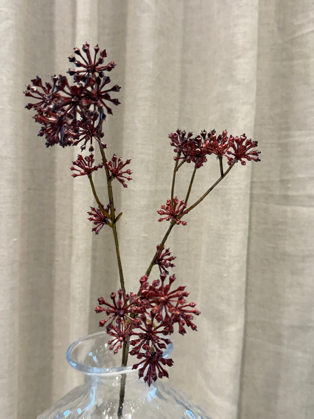 Anthriscus bordeaux H67cm
