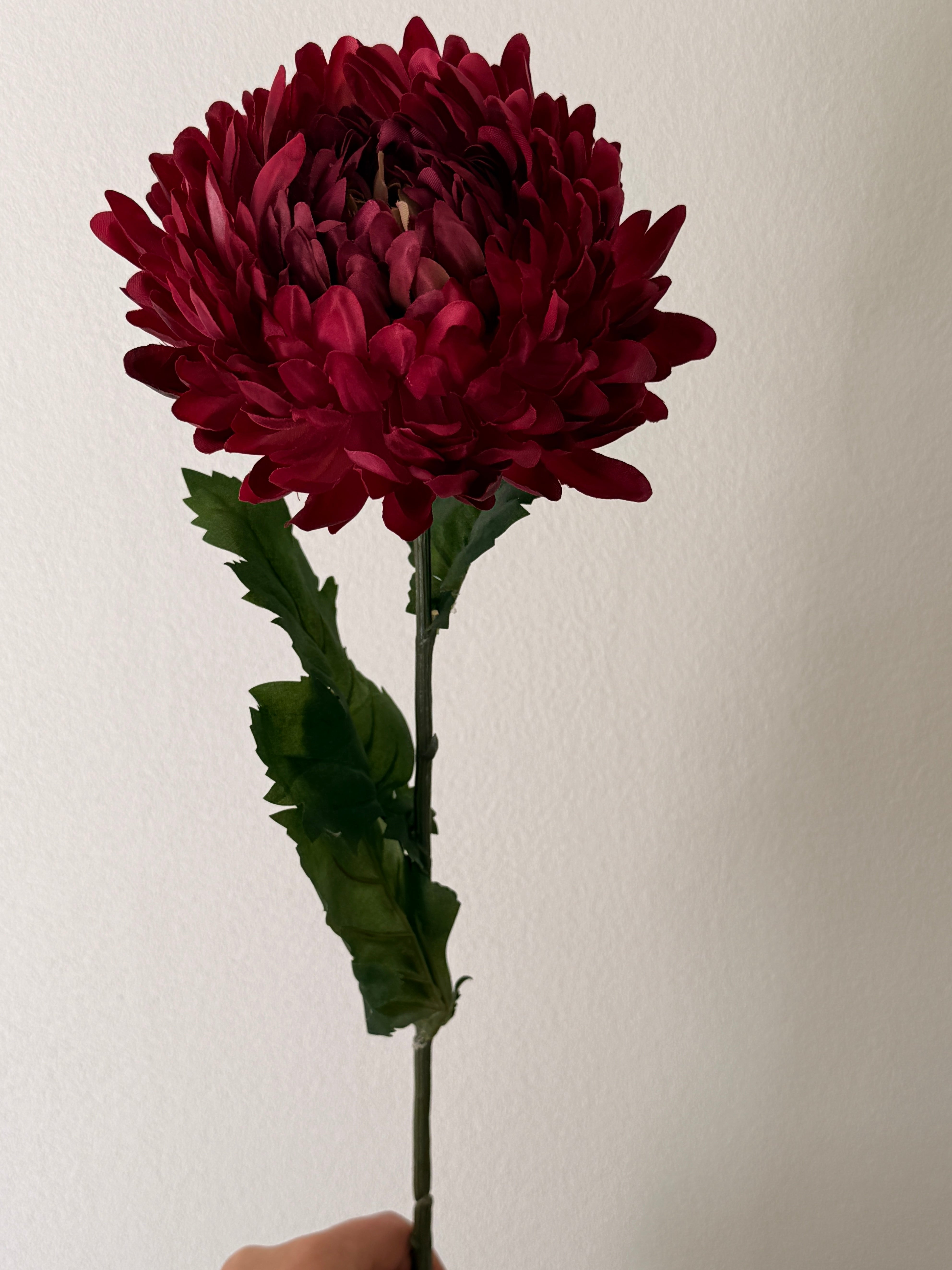 Chrysanthemum bordeaux