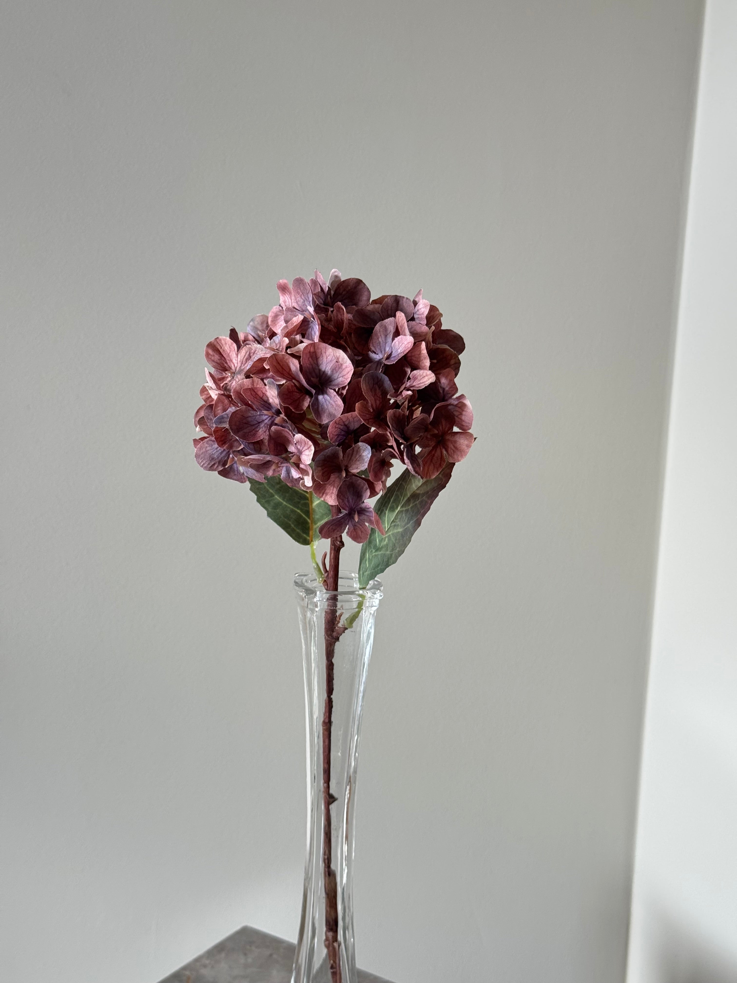 Lilla multifarvet lilla Hortensia