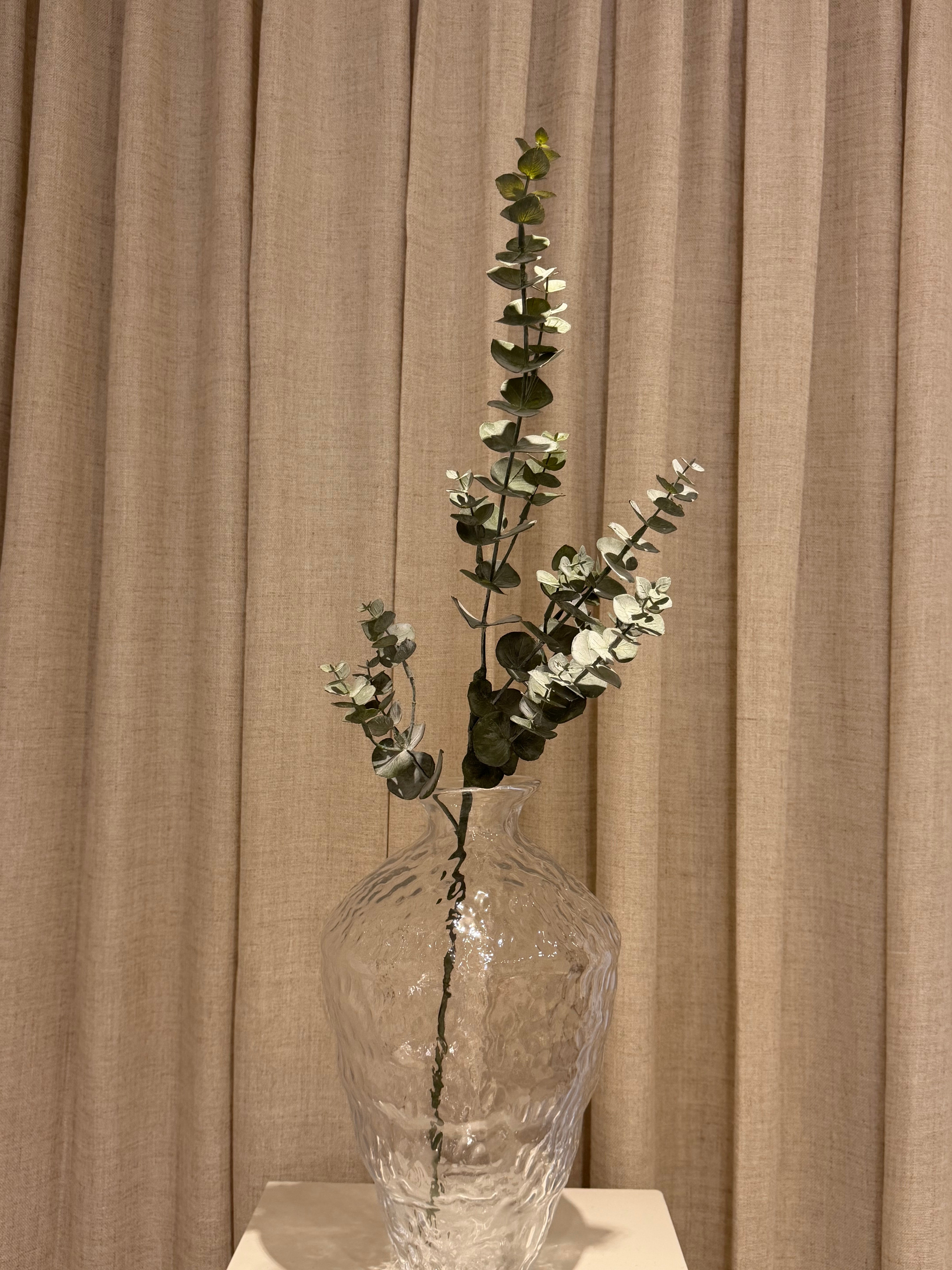 Eucalupthus 75cm