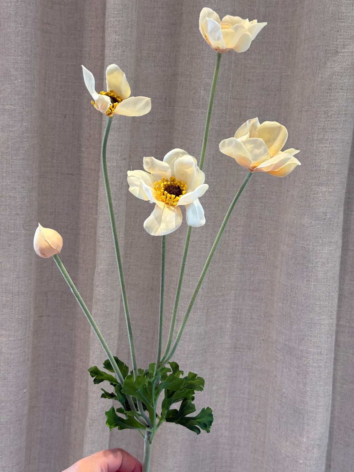 Anemone creme