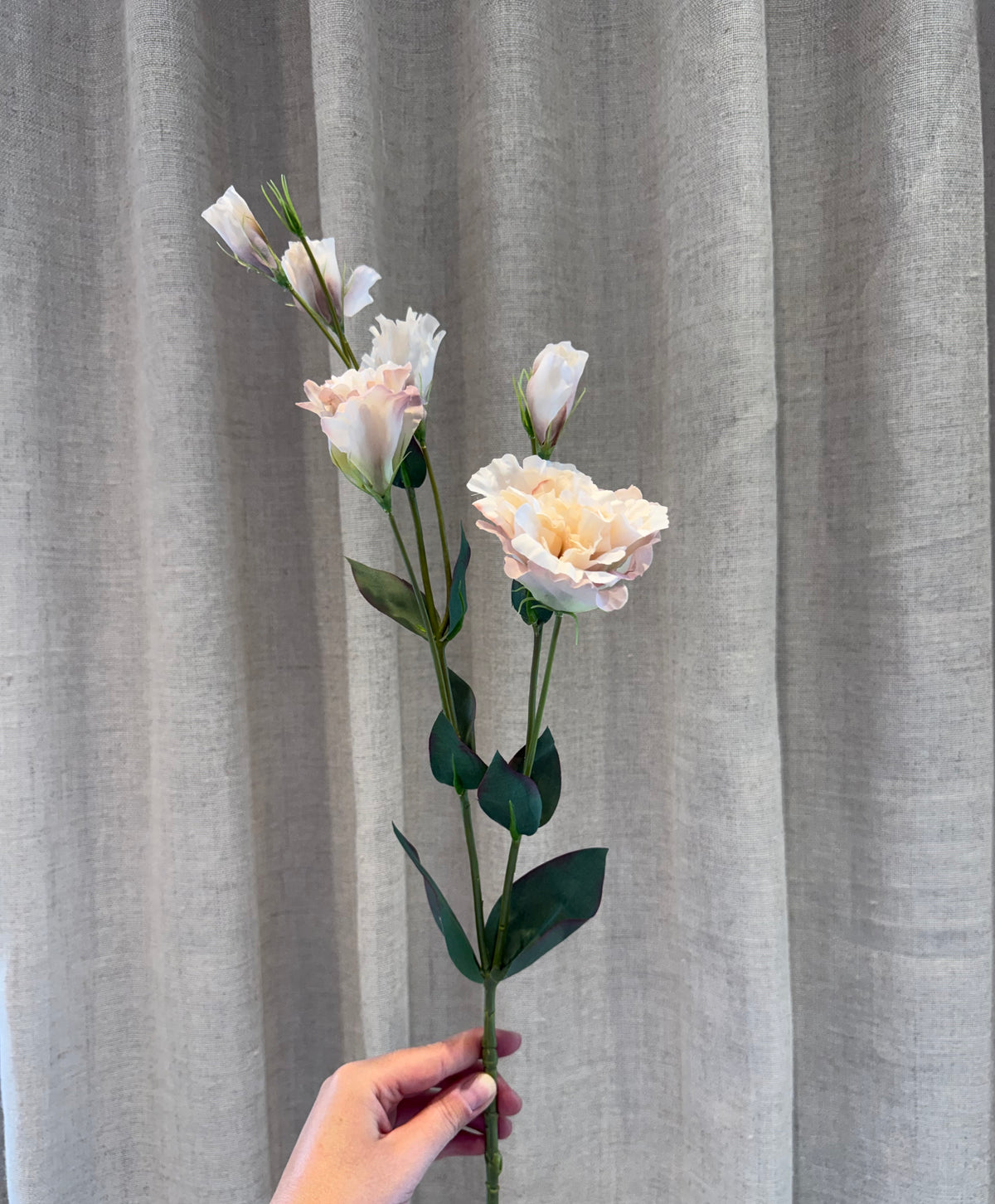 Lisianthus rosa