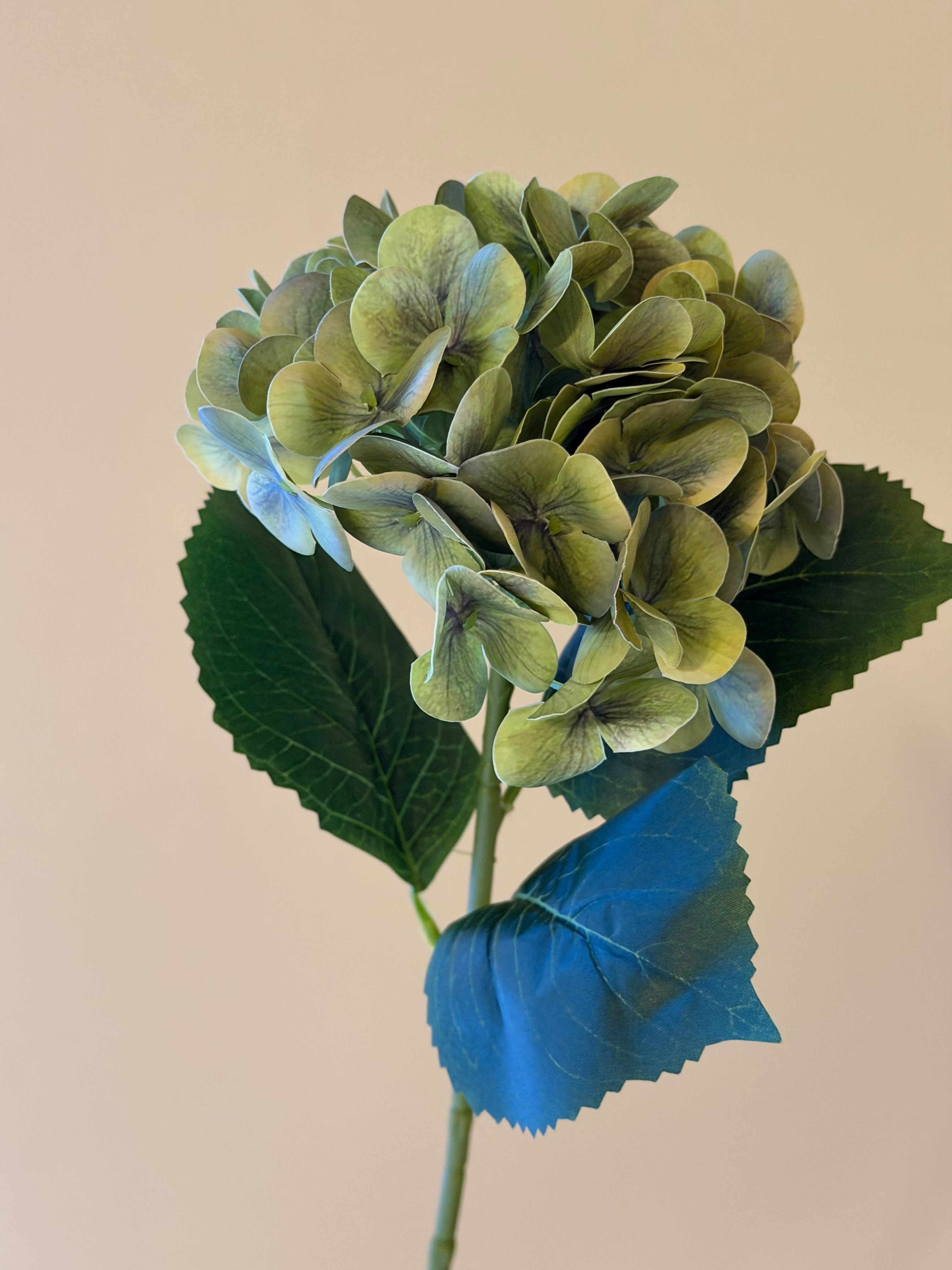 Hortensia