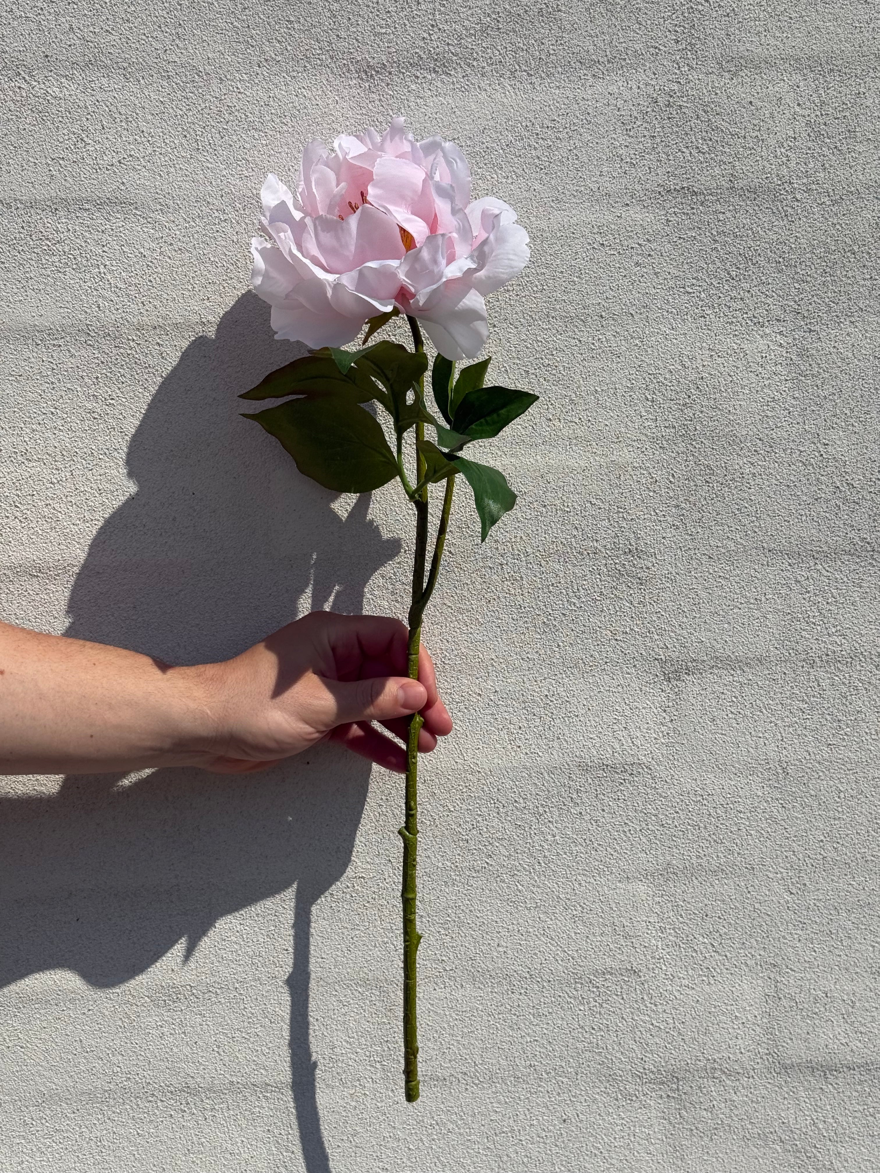 Peony Lyserød