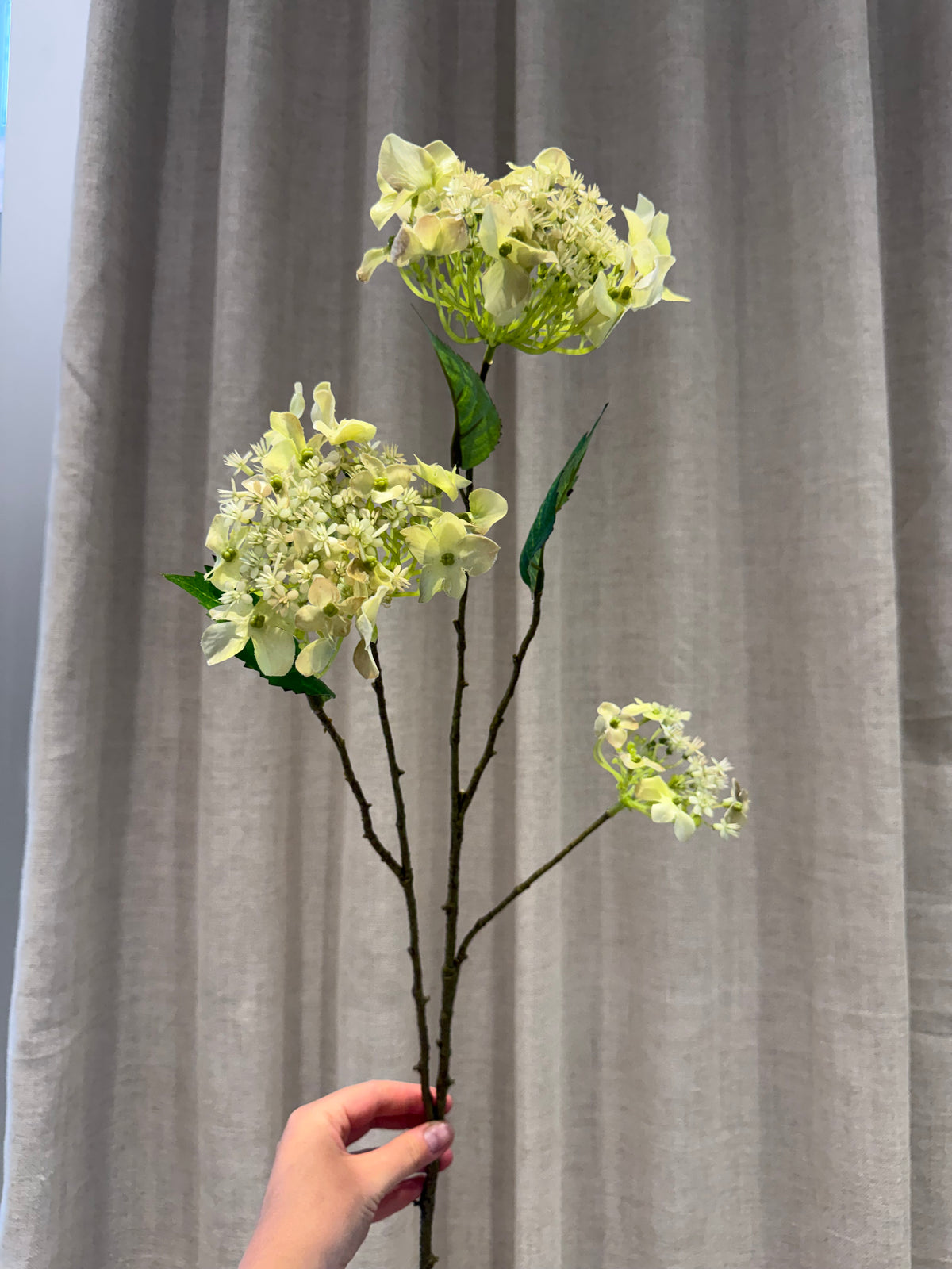 Hyndrangea hvid/grøn