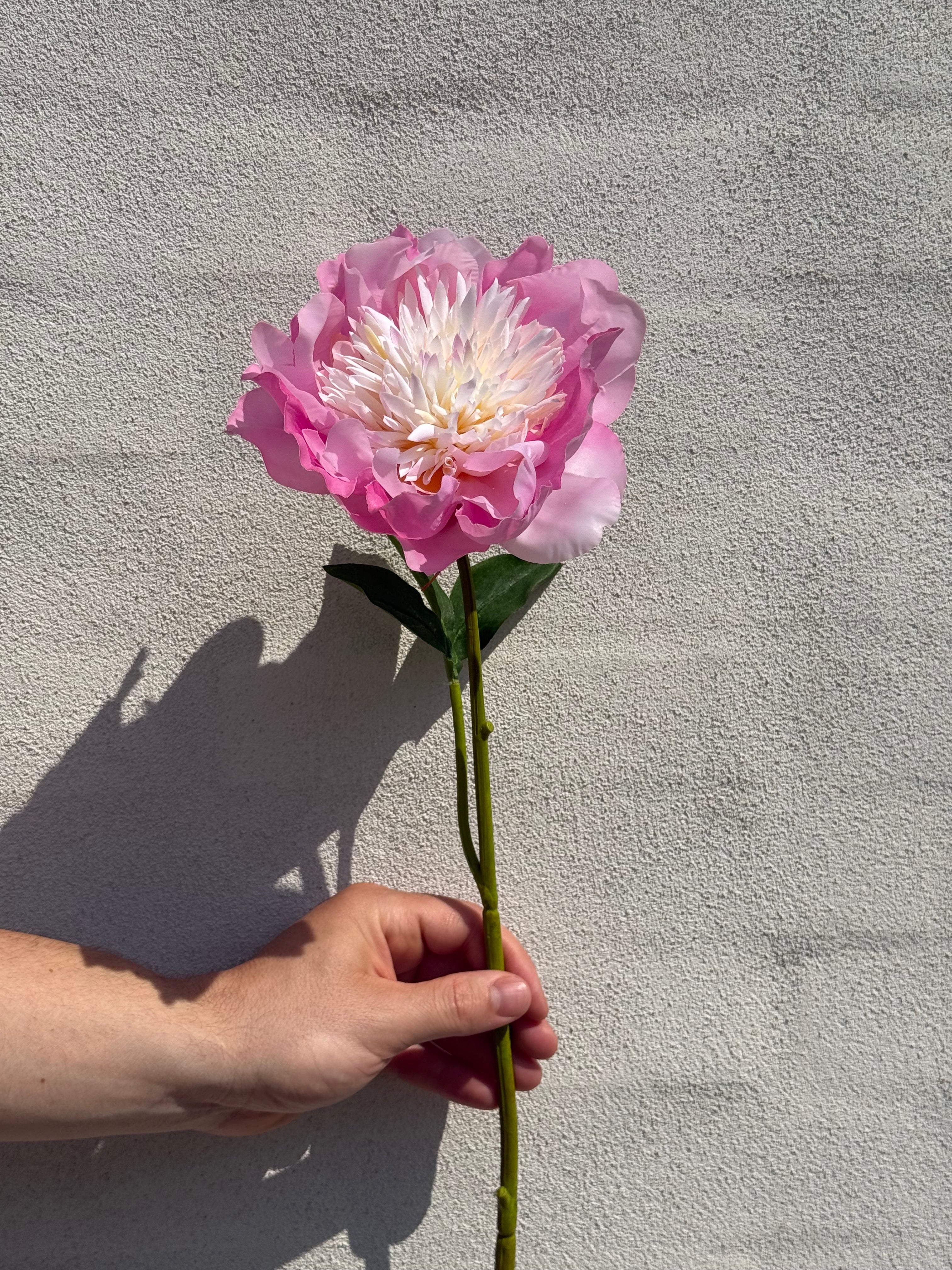 Peony pink