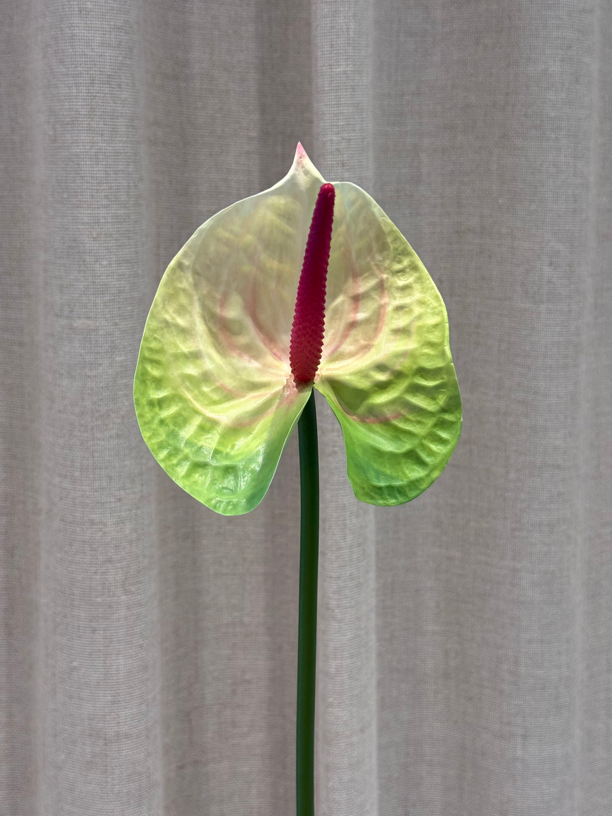 Anthurium grøn/rosa
