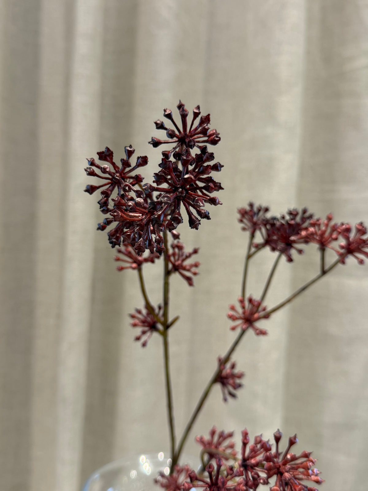Anthriscus bordeaux H67cm