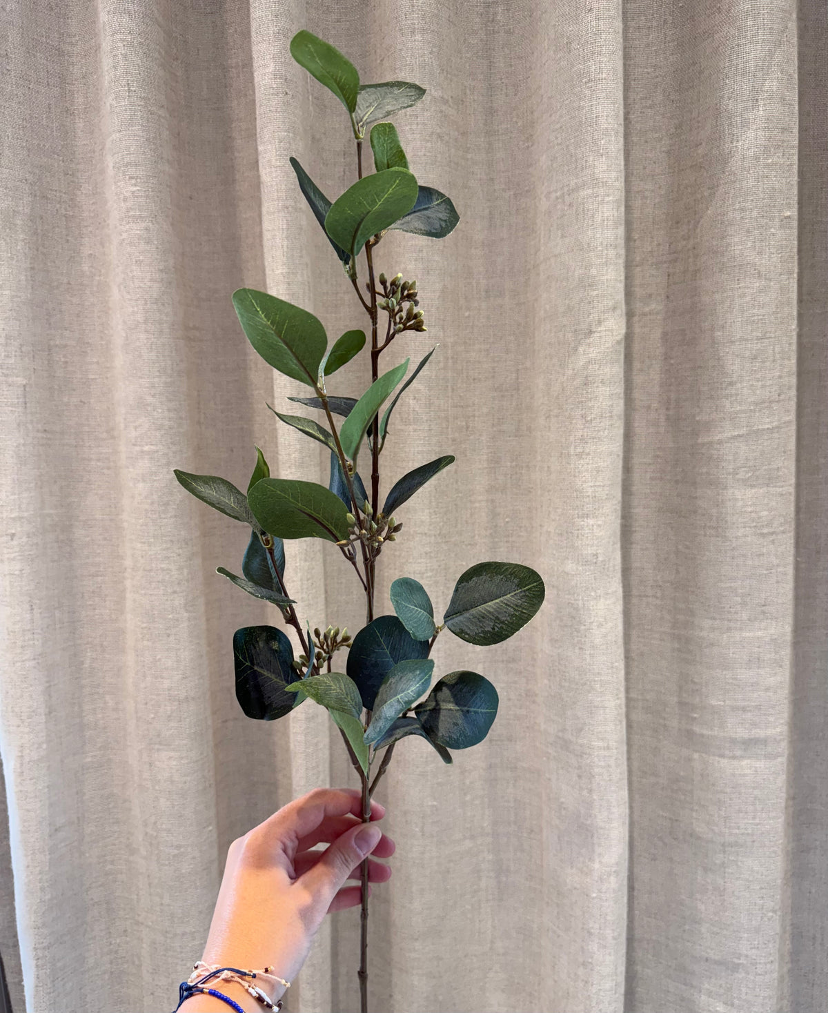 Eucalyptus med bær