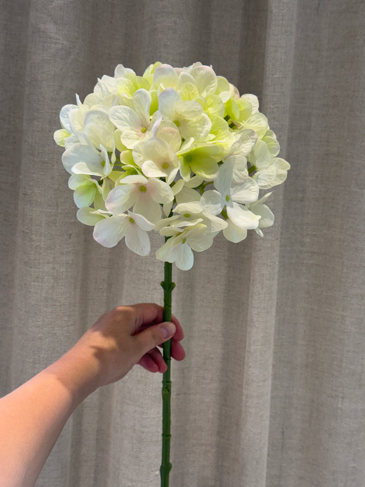 Hortensia hvid/grøn