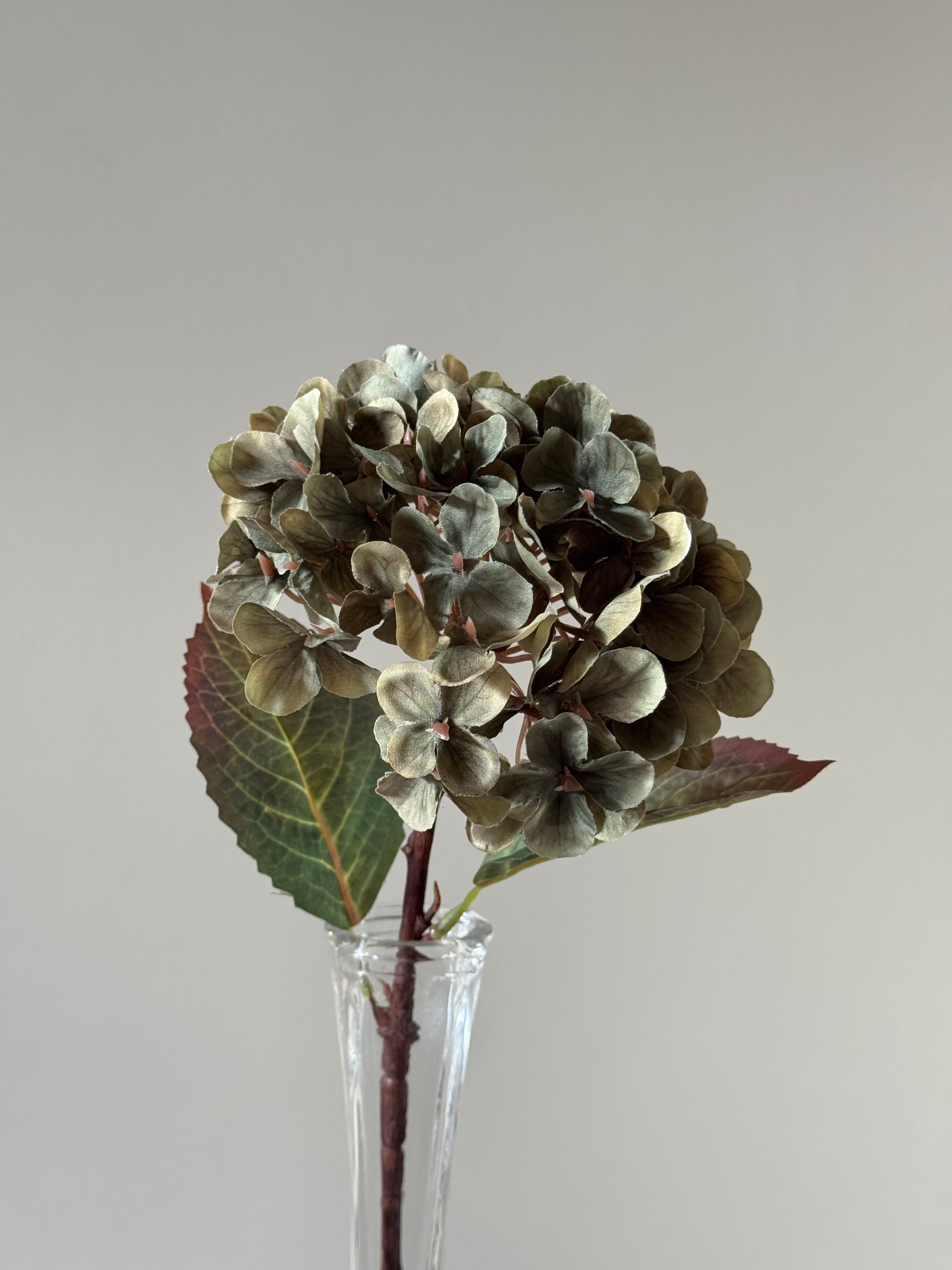 Lille multifarvet grøn Hortensia