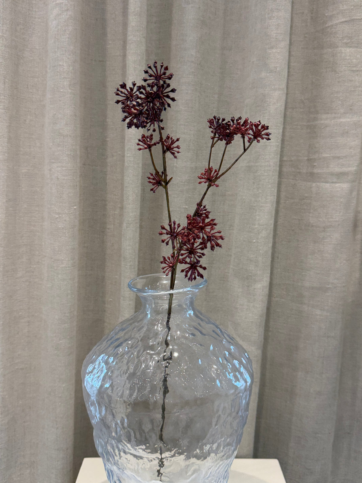 Anthriscus bordeaux H67cm