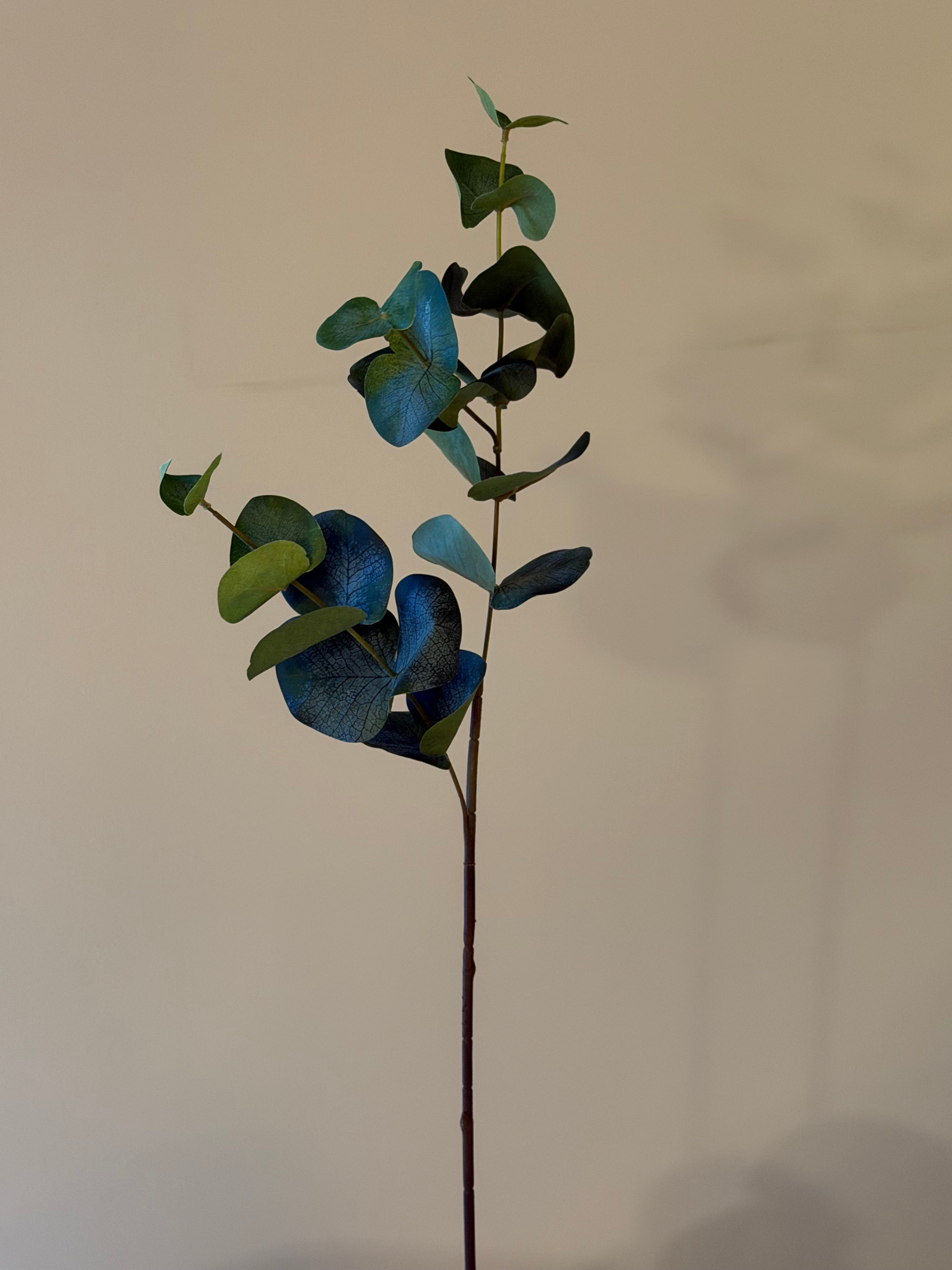 Eucaluptus H 80 cm