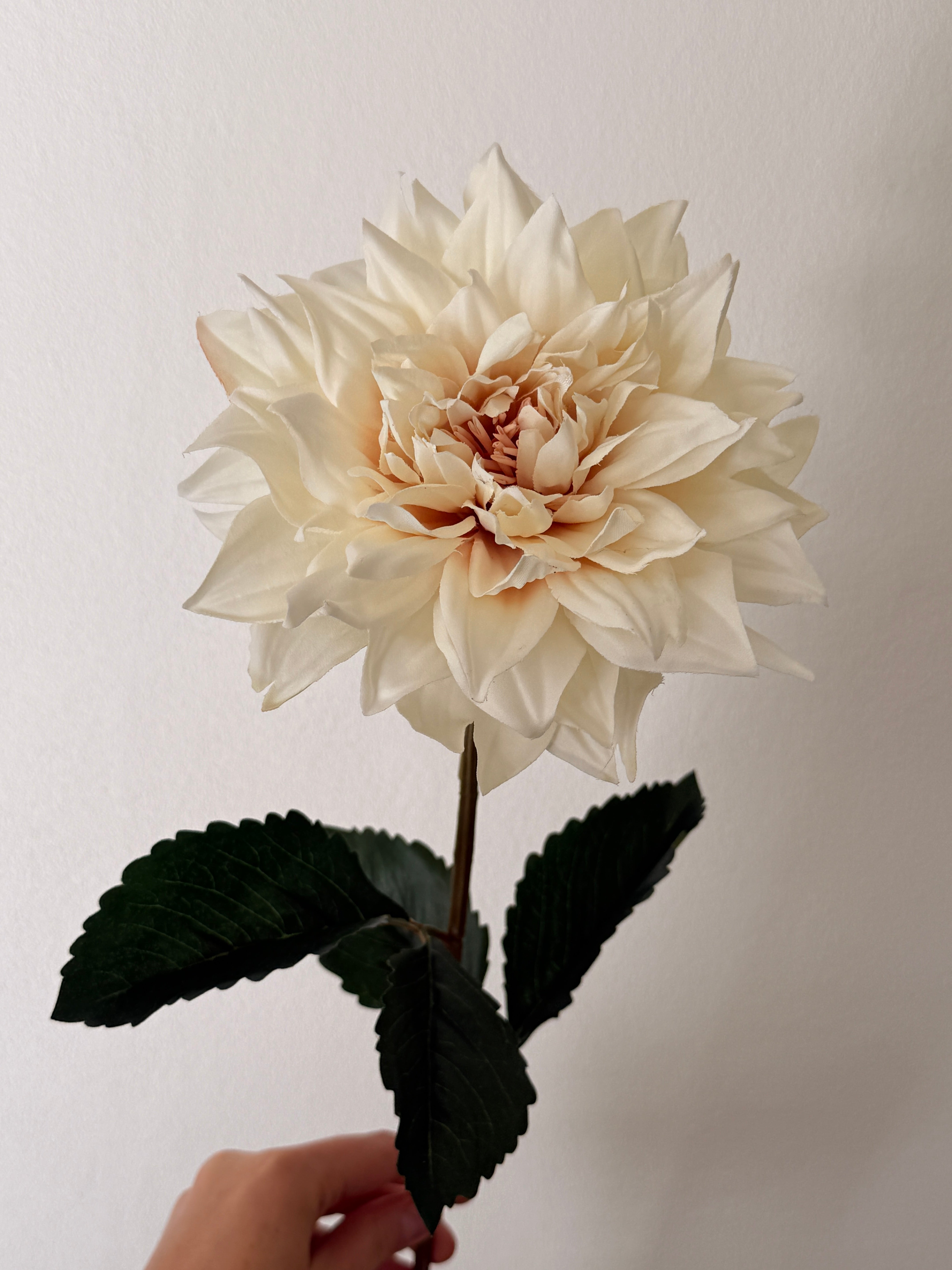 Dahlia creme