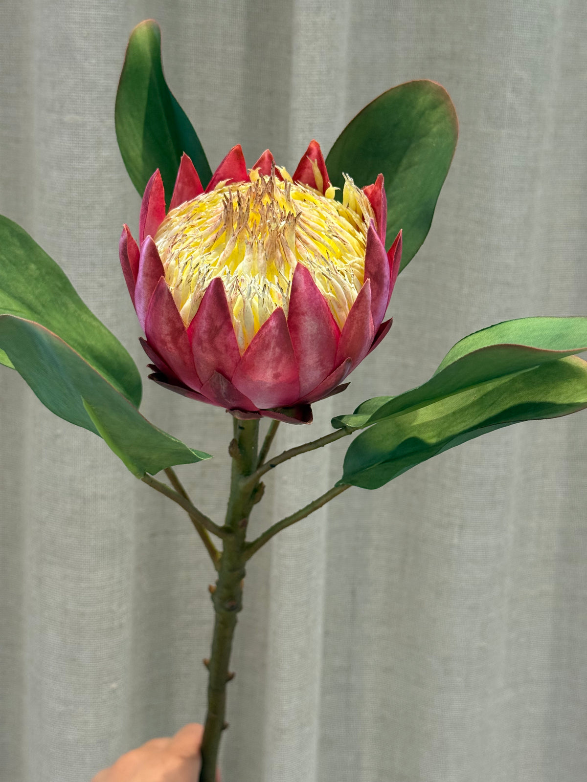 Protea rund