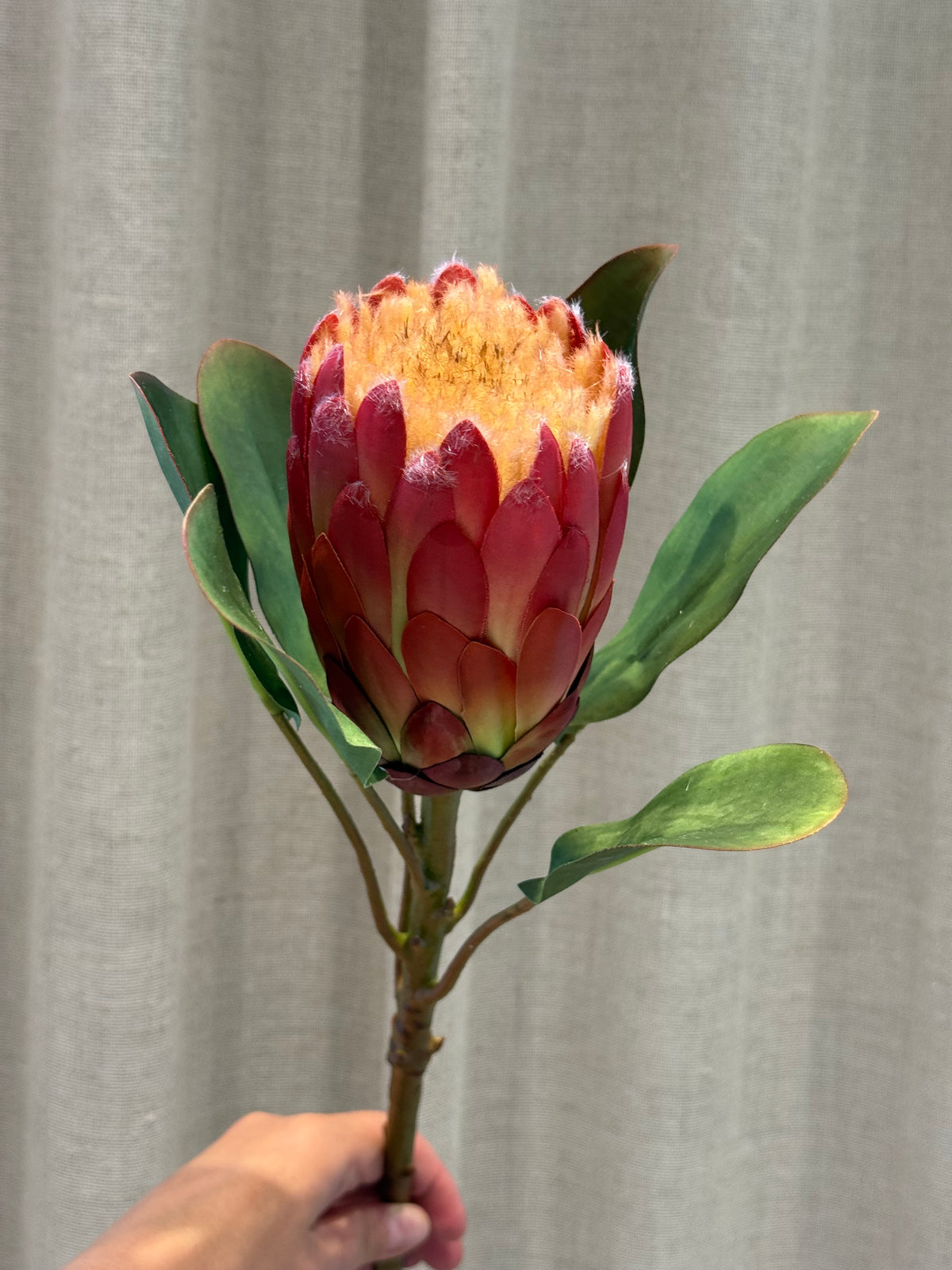 Protea aflang