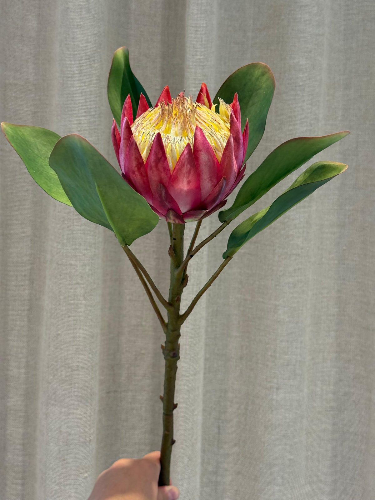 Protea rund