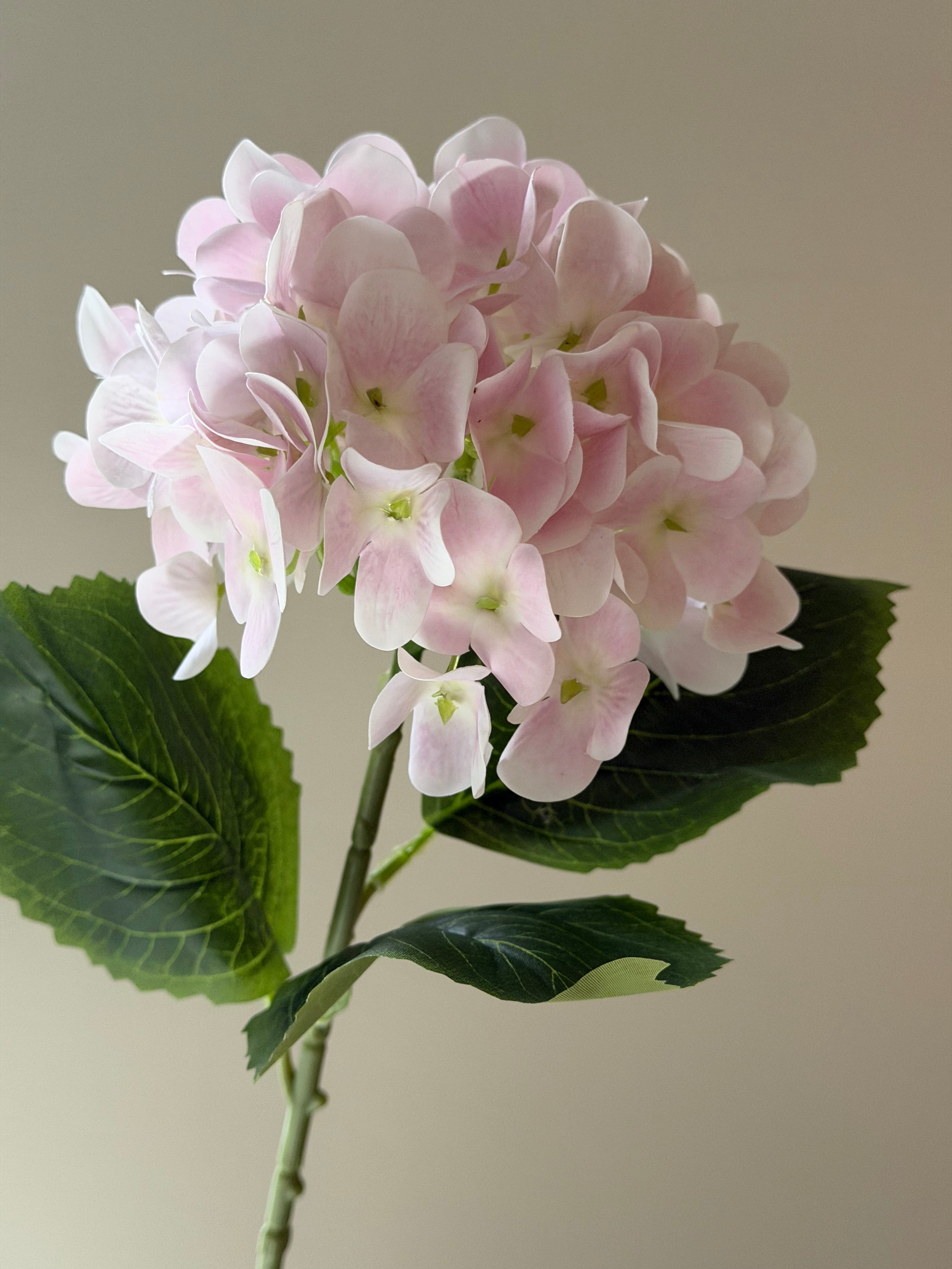 Hortensia Pink